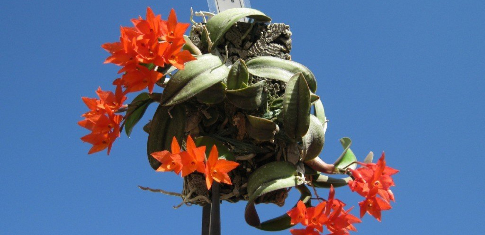 Οι συλλέκτες ορχιδέας "ανθούν" (και) στη Θεσσαλονίκη! (φωτ.)