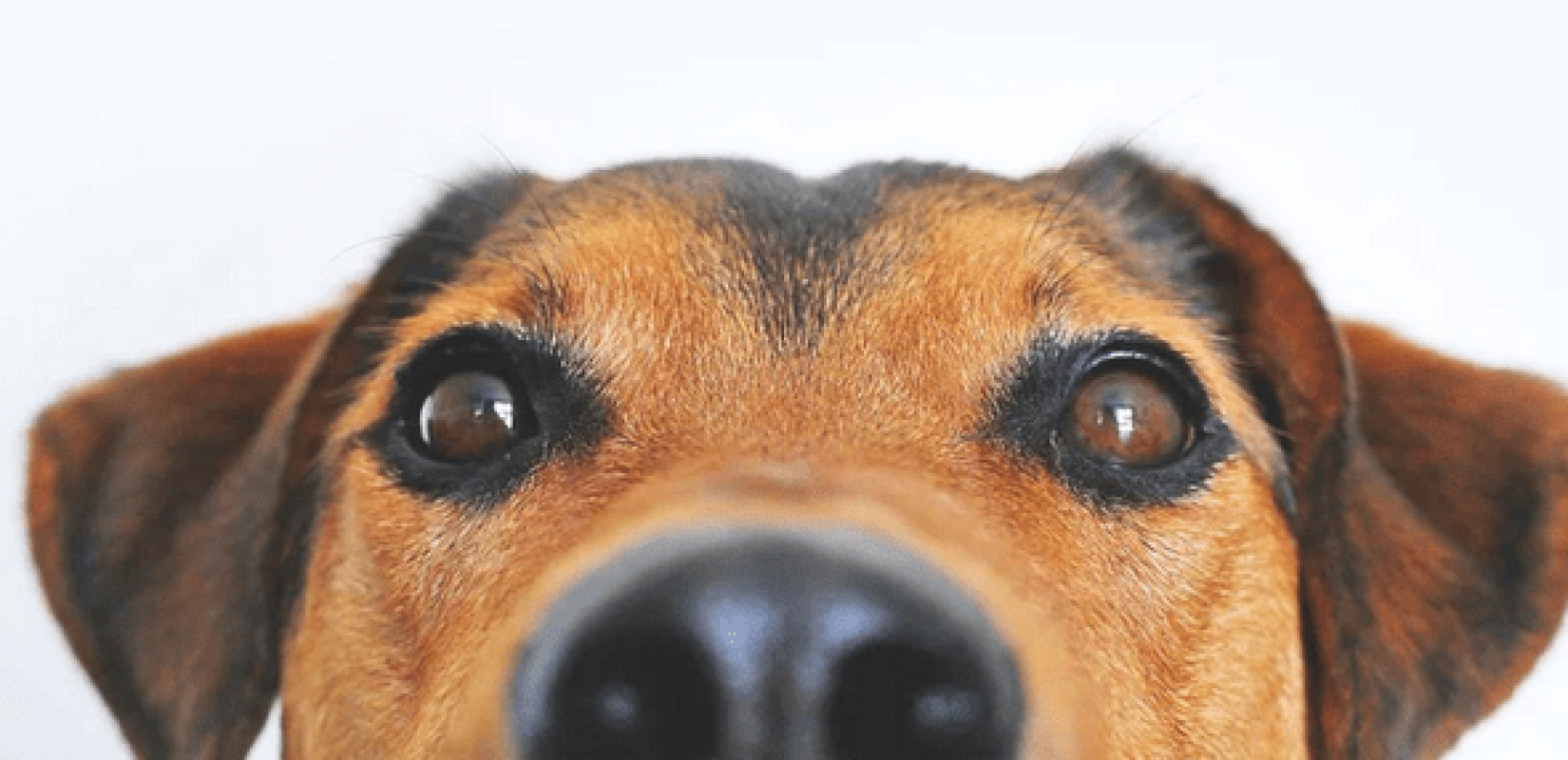 Σέρρες: Έδεσε και έσερνε τον σκύλο του με το αυτοκίνητο Σέρρες: Έδεσε και έσερνε τον σκύλο του με το αυτοκίνητο