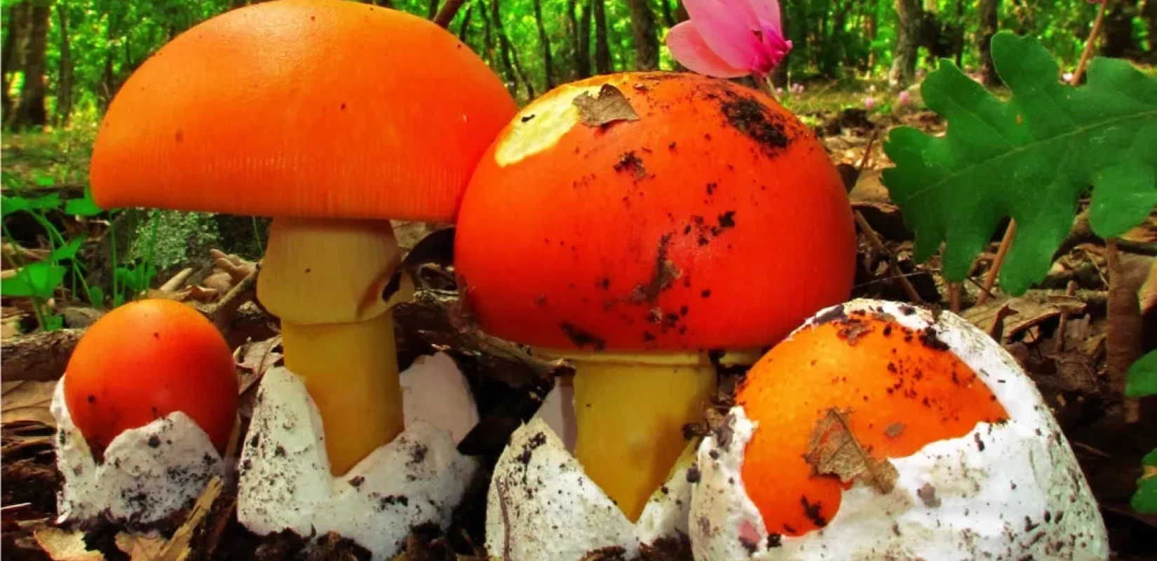 Χαλκιδική: «Μανιταρογιορτή» το Σάββατο 13 Σεπτεμβρίου στον Ταξιάρχη