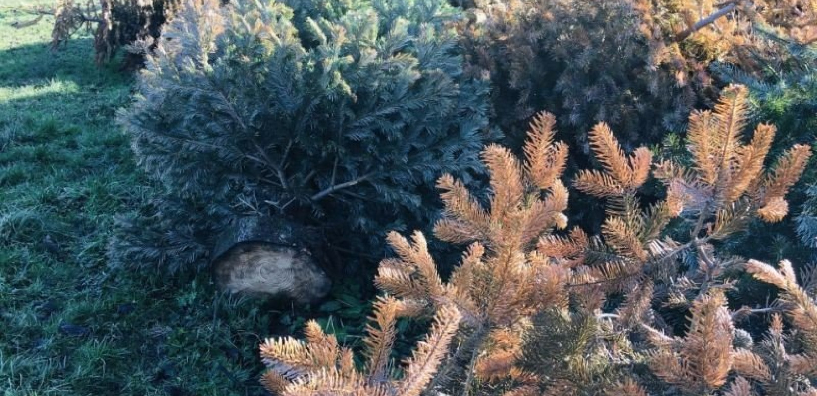 ΦΟΔΣΑ Κεντρικής Μακεδονίας: Σε νέο ρεκόρ ανακύκλωσης χριστουγεννιάτικων ελάτων προσβλέπει φέτος  