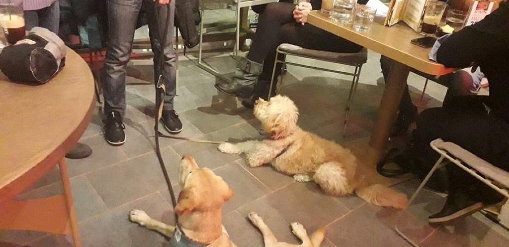 "Καφές παρέα με τον σκύλο μου" (φωτό - βίντεο)