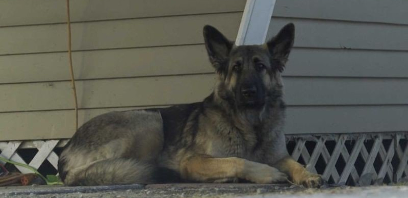 ΗΠΑ: Η Τίνζλεϊ, το λυκόσκυλο-ήρωας, ειδοποιεί τις Αρχές και σώζει το αφεντικό του