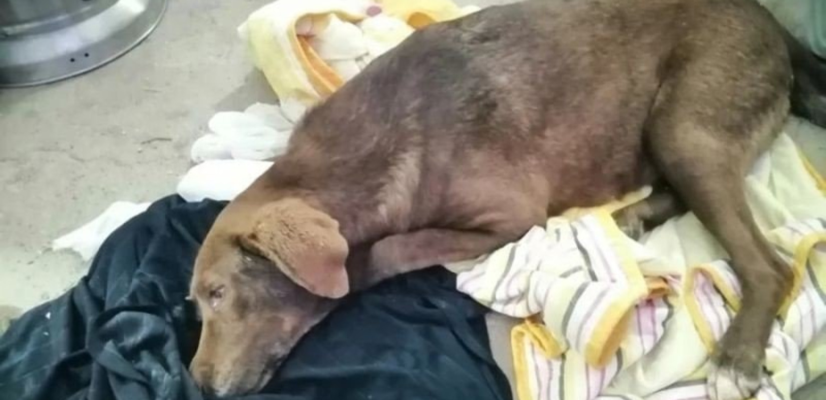 Χαλκιδική: Δηλητηρίασαν μαζικά 21 σκύλους - Τι λέει η διοίκηση του δήμου Πολυγύρου