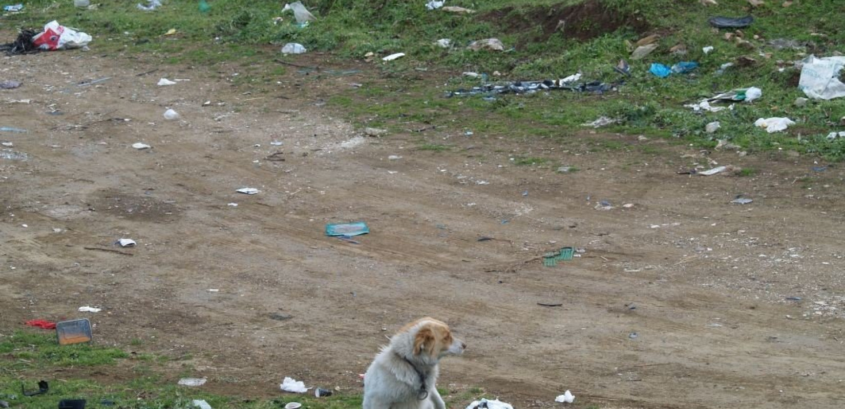 Παράνομο «νεκροταφείο» ζώων συντροφιάς σε άλσος που παίζουν παιδιά