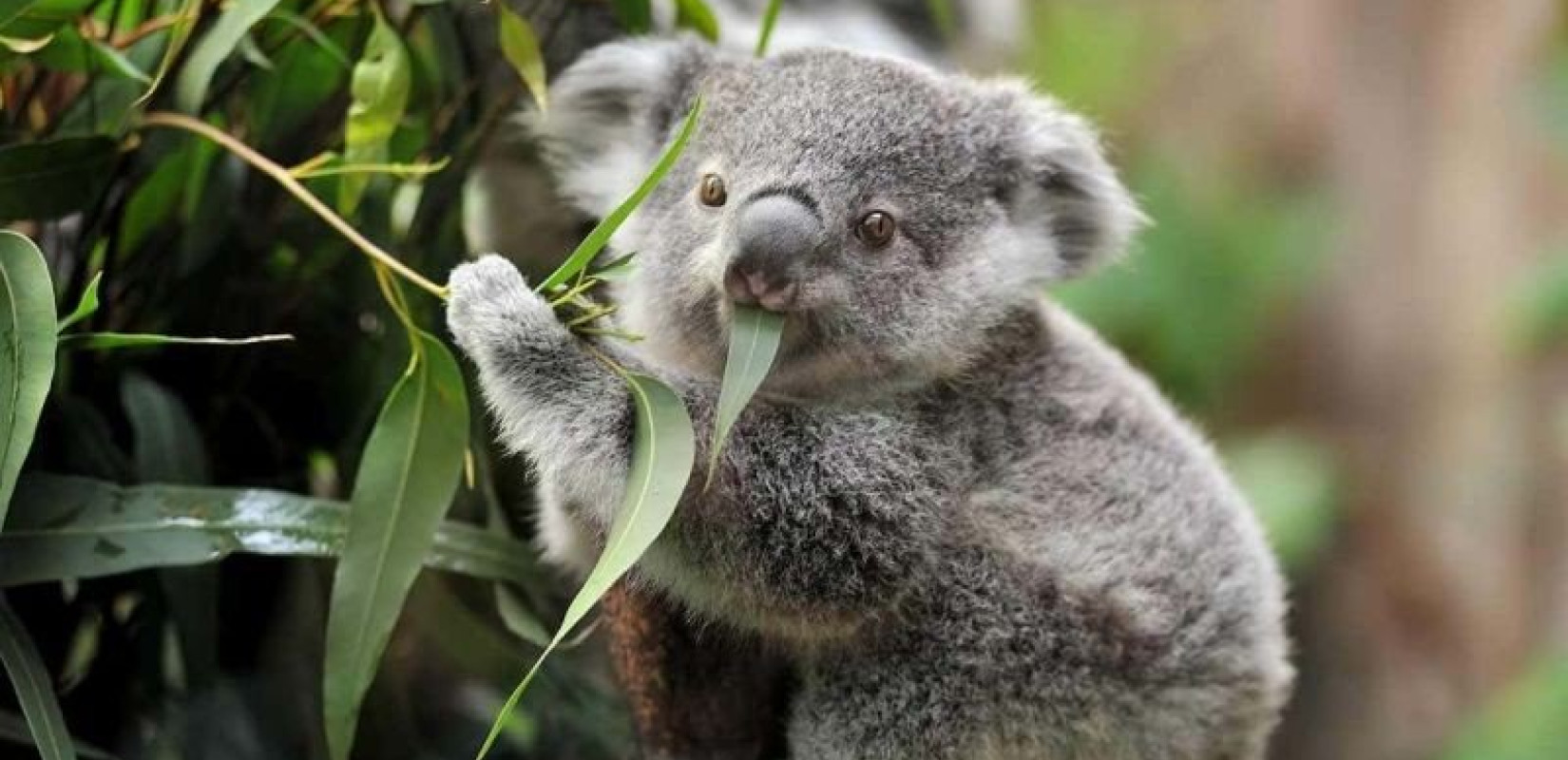 Αυστραλία: Εγκρίθηκε το εμβόλιο-σωτηρία για τα Κοάλα - Μάχη ενάντια στα χλαμύδια