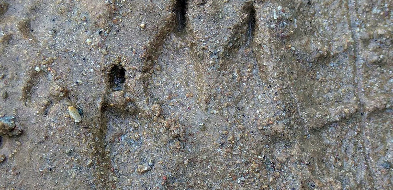 Aναστάτωση στη Νέα Πέραμο από ίχνη... λύκου!