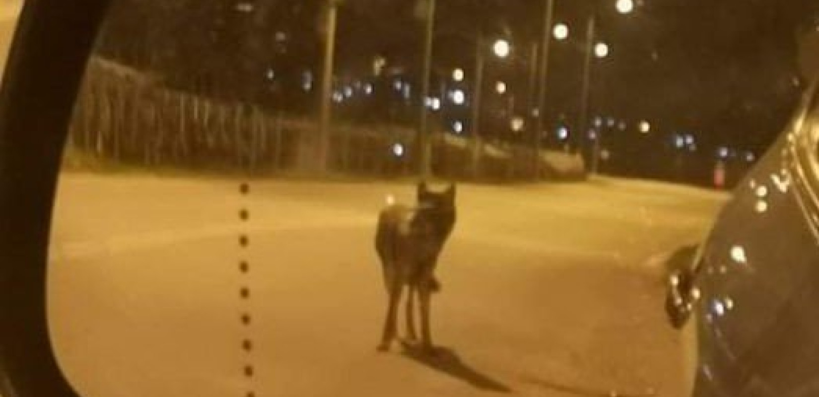 Nέο περιστατικό με λύκο στη Νέα Πέραμο