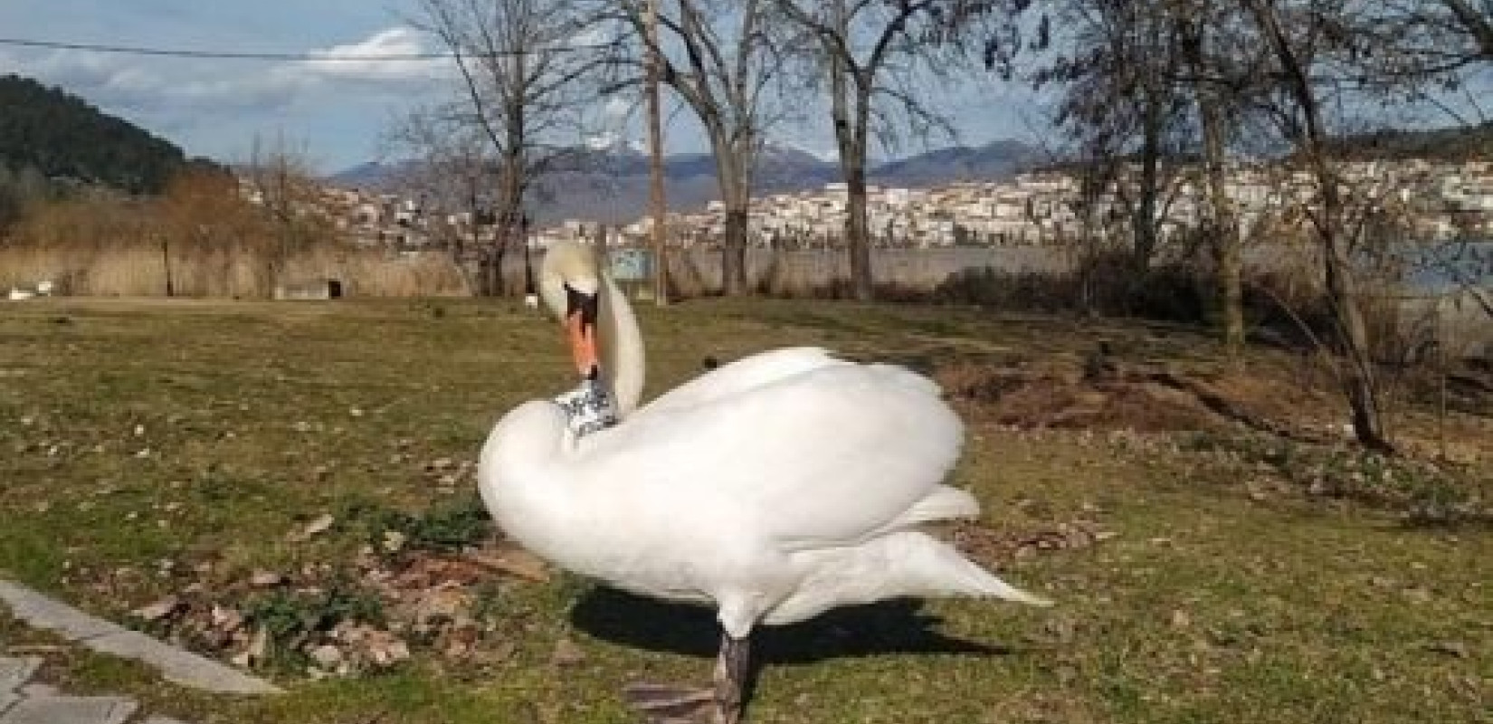 Στη λίμνη Ιωαννίνων ο κύκνος από την Καστοριά που έχασε το ταίρι του