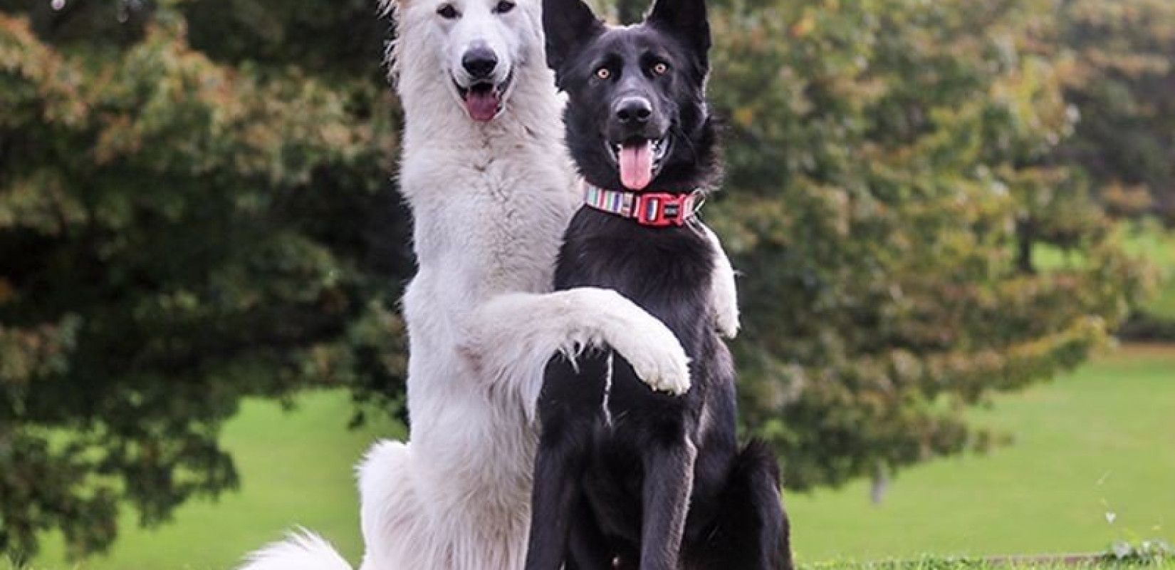 Και οι σκύλοι μπορεί να θρηνούν μετά τον θάνατο του συντρόφου τους