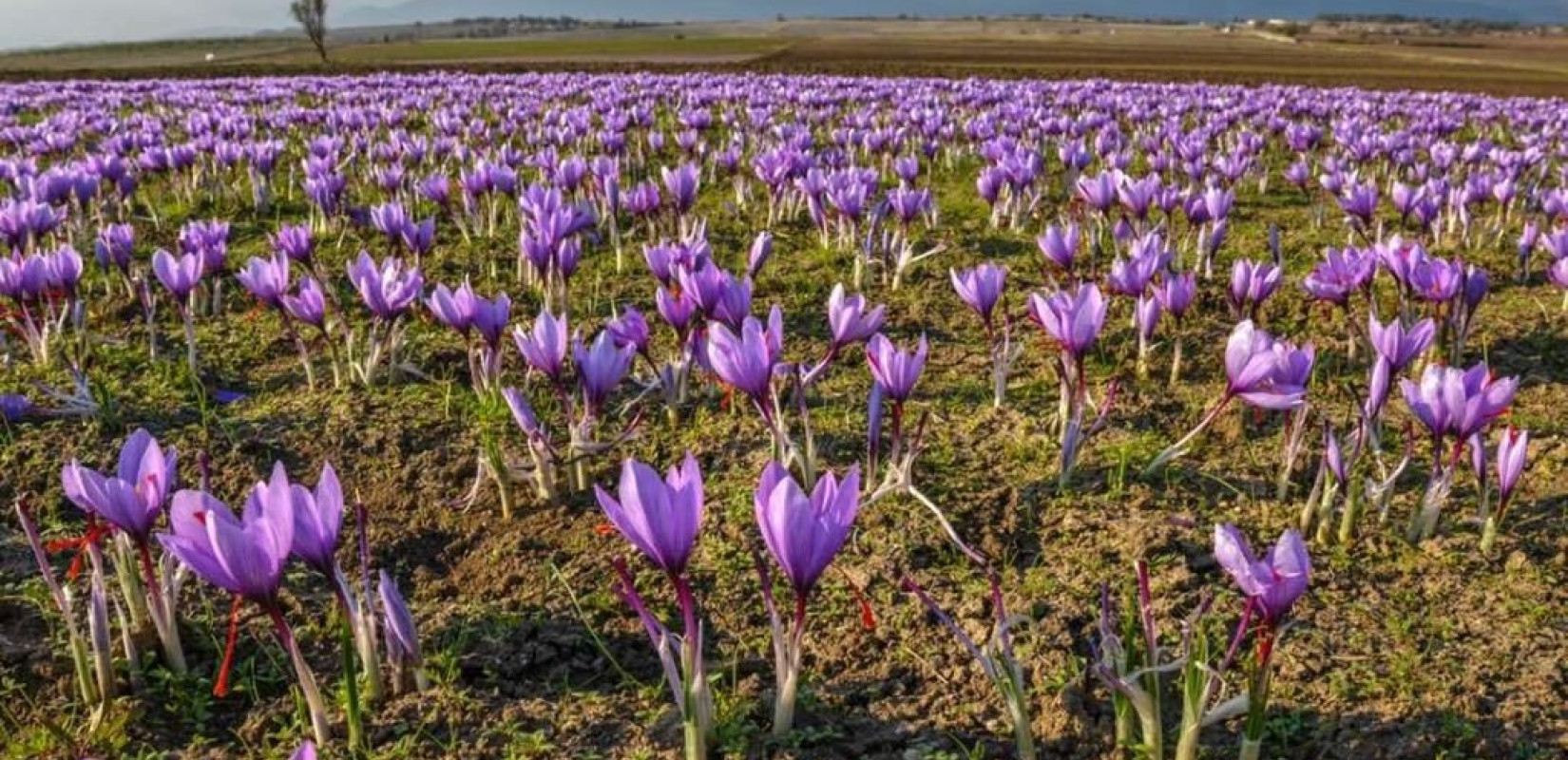 Οι «κρυμμένοι θησαυροί» θα κοσμούν το Μουσείο Κρόκου στην Κοζάνη το 2024 (φωτ.)