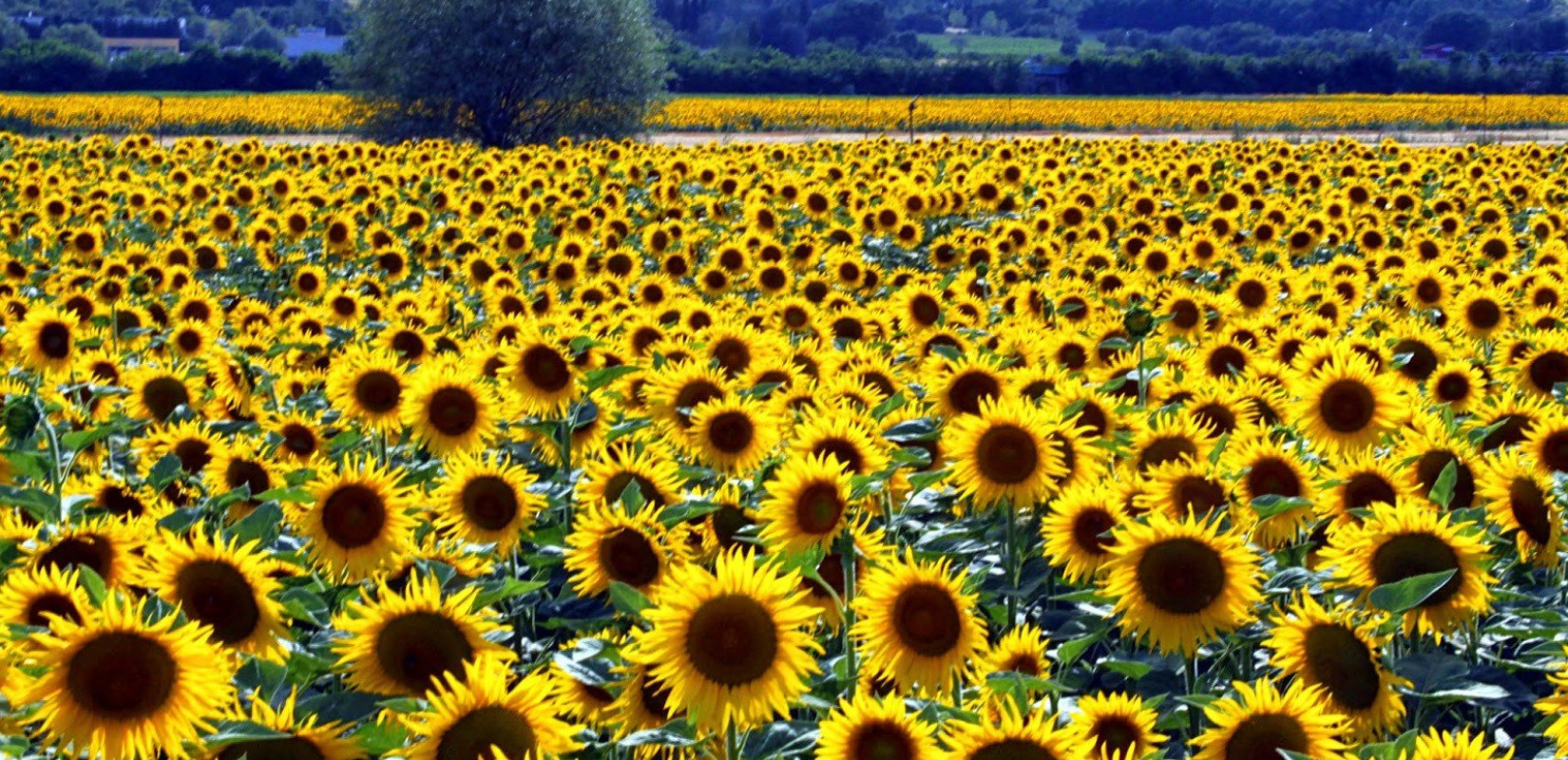 «Χρυσάφι» η καλλιέργεια του ηλίανθου, λόγω... Ουκρανίας