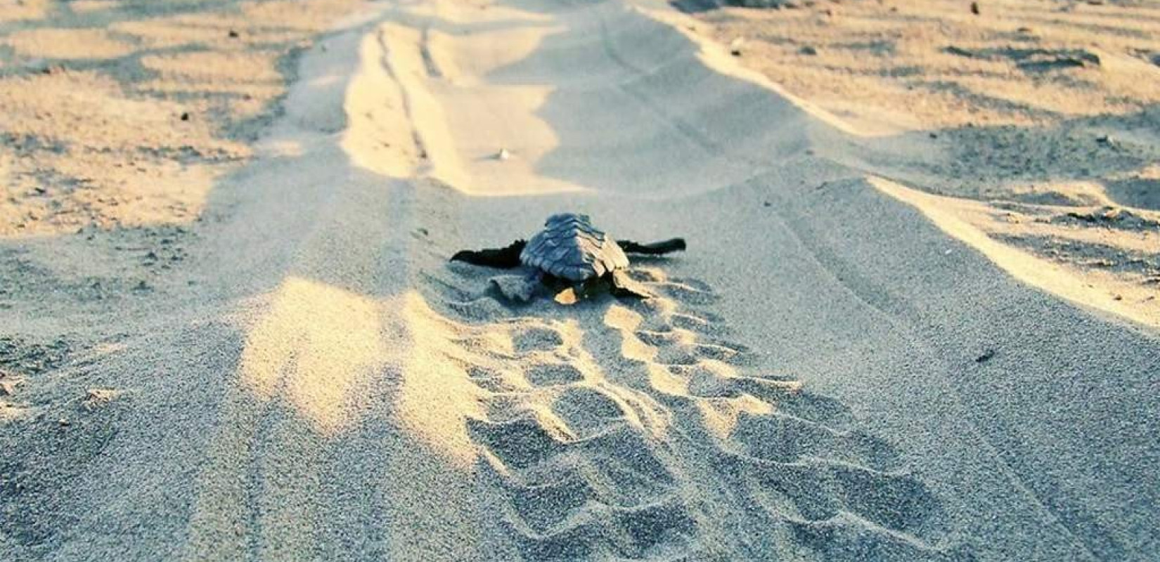 Κλιματική Αλλαγή: Nωρίτερα από άλλες χρονιές η ωοτοκία για τις Καρέττα Κλιματική Αλλαγή: Nωρίτερα από άλλες χρονιές η ωοτοκία για τις Καρέττα