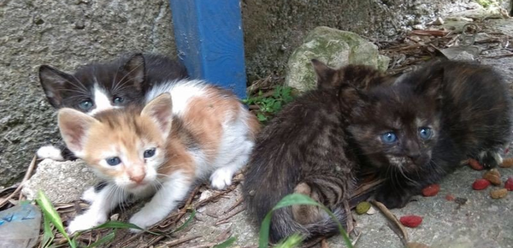 Ύδρα: Χειροπέδες σε 25χρονο που κακοποιούσε γάτα μέσα στο λιμάνι 