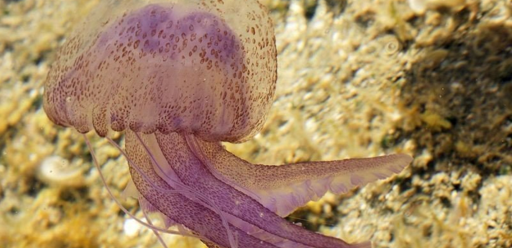 Οι μοβ μέδουσες κατέκλυσαν ήδη τις πρώτες ελληνικές παραλίες - Δείτε εικόνες