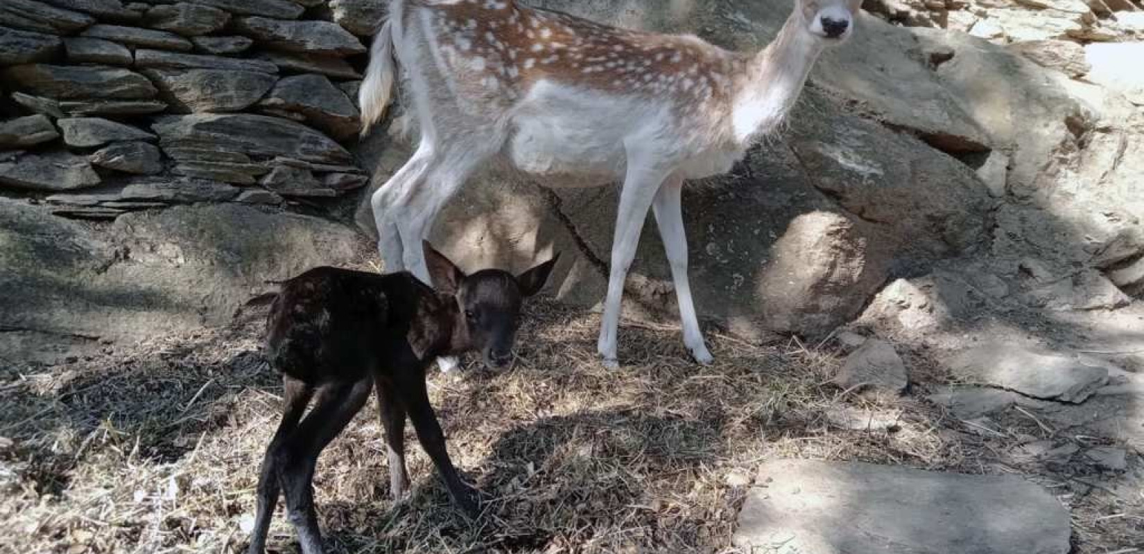 Σπάνιο μαύρο ελάφι σε φάρμα της Άνδρου -Η εξήγηση για το χρώμα του (φωτ.) Σπάνιο μαύρο ελάφι σε φάρμα της Άνδρου -Η εξήγηση για το χρώμα του (φωτ.)