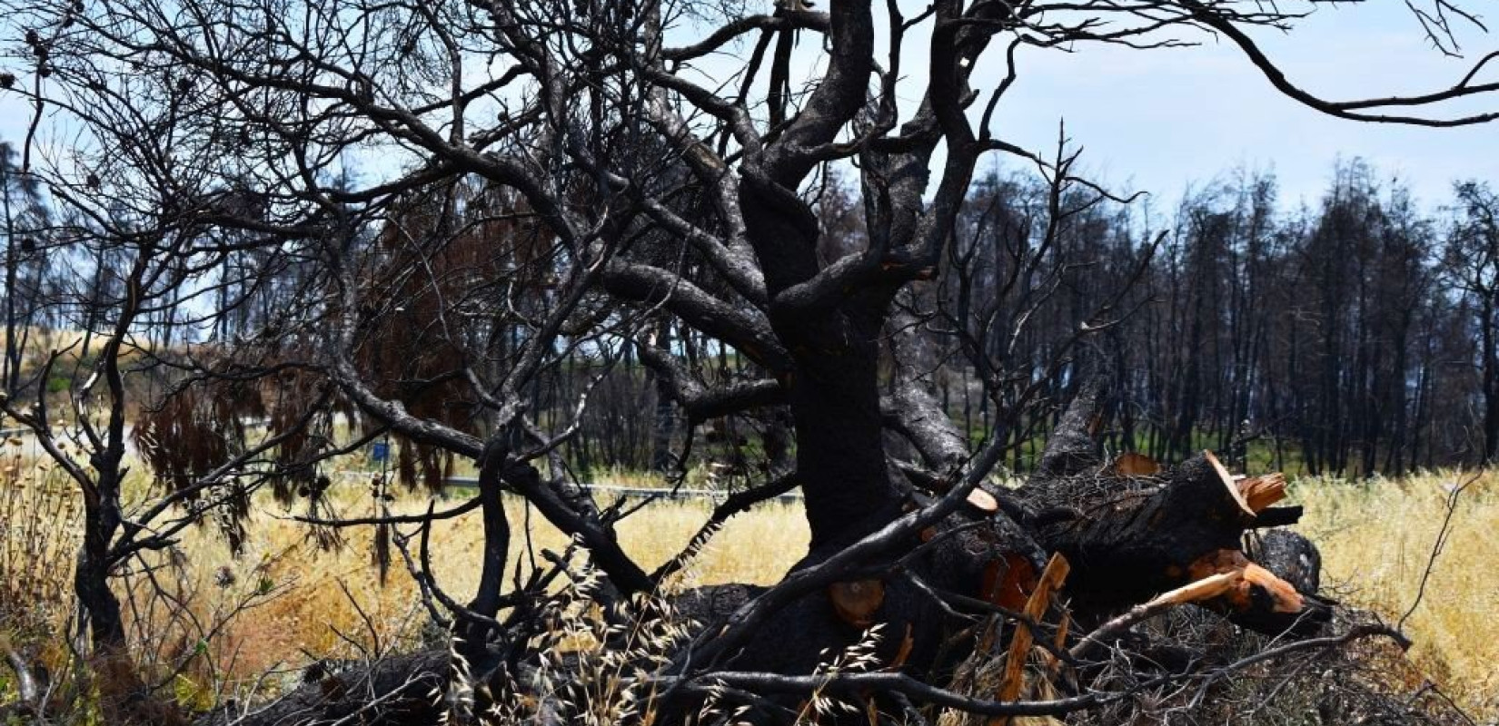 North Evia Pass: Ανοίγει η πλατφόρμα αύριο Παρασκευή 