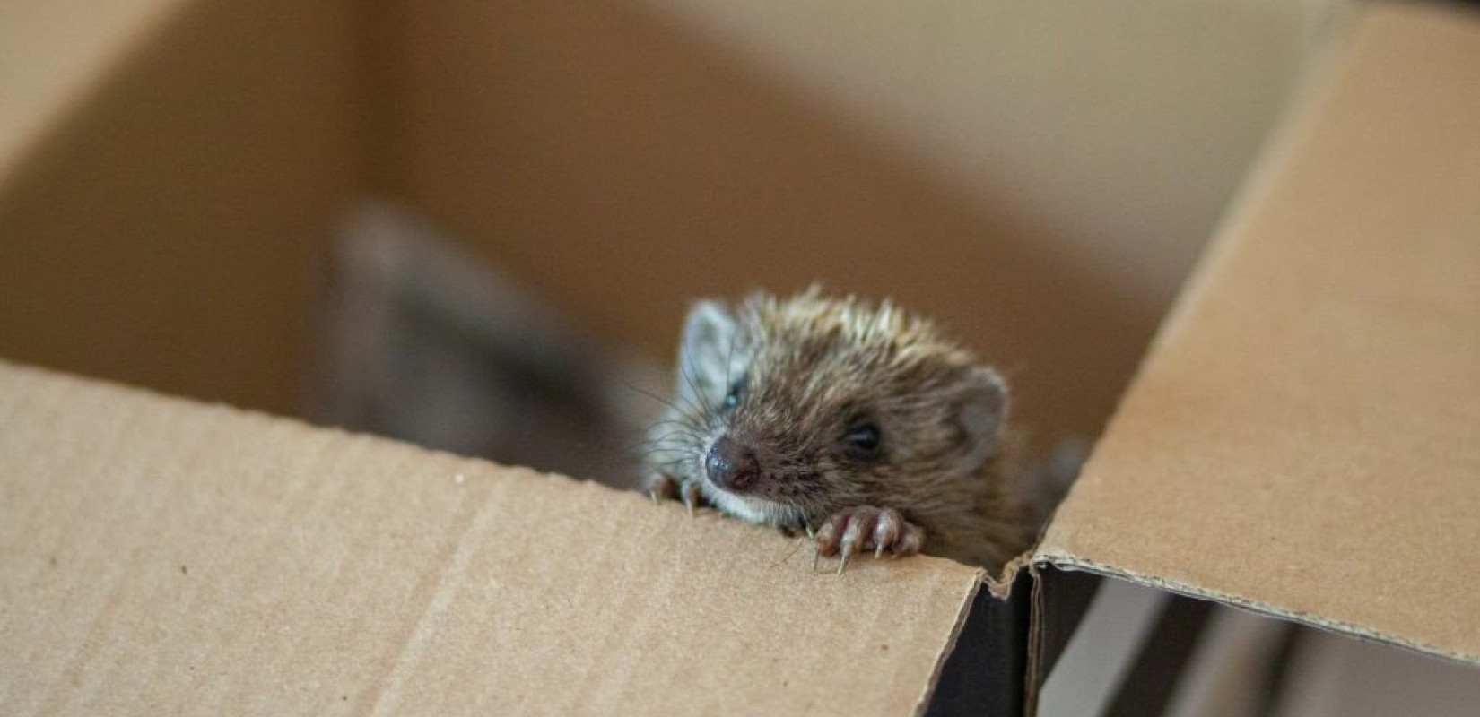 Θεσσαλονίκη: Διασώθηκαν 11 σκαντζόχοιροι που πιθανότατα προορίζονταν για τροφή!