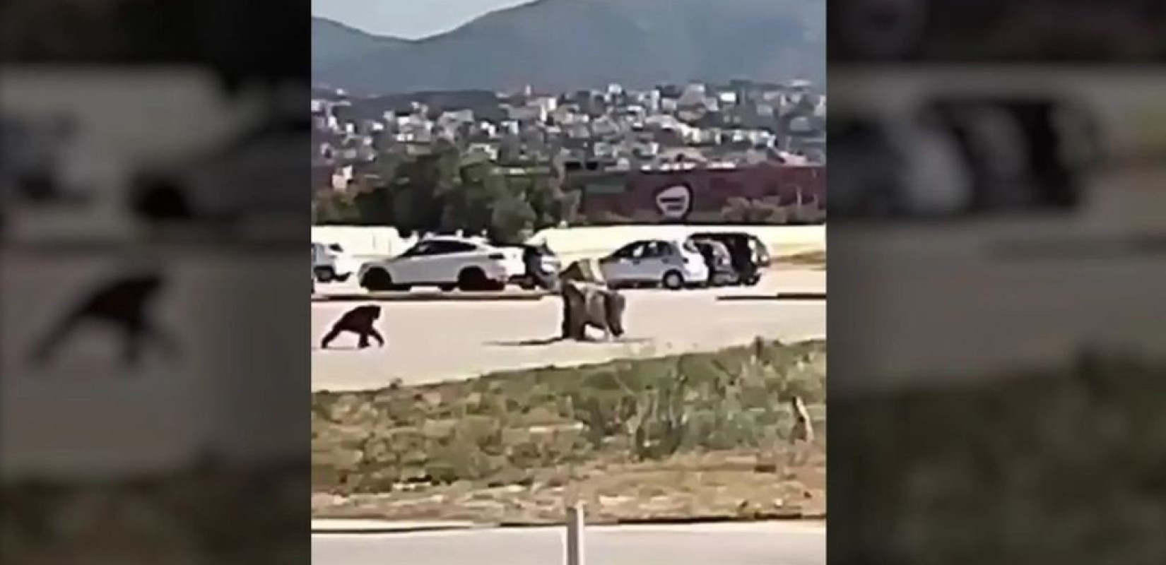 Αττικό Ζωολογικό Πάρκο: Τι λένε τα πορίσματα του ΥΠΕΝ μετά την θανάτωση του χιμπατζή (βίντεο)