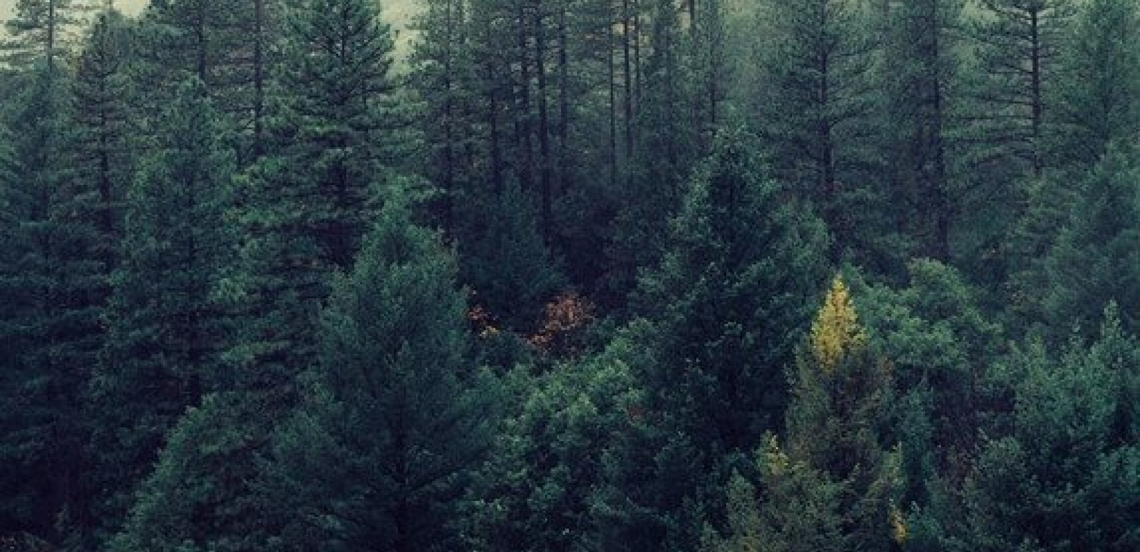 Χαλκιδική: Το φθινόπωρο τα σπουδαία για τους δασικούς χάρτες