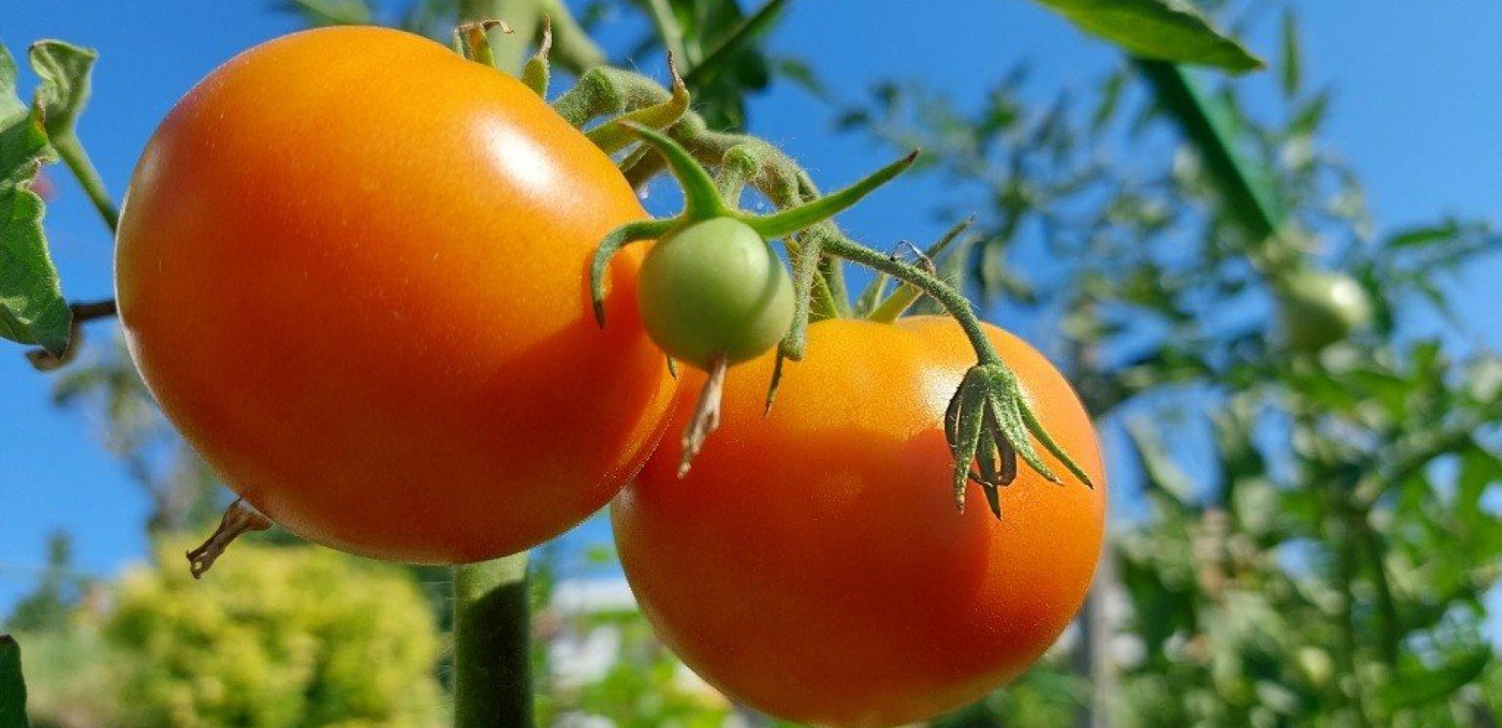 Μελέτη απορρίπτει τη συμβολή της μεσογειακής διατροφής στην πρόληψη του Alzheimer