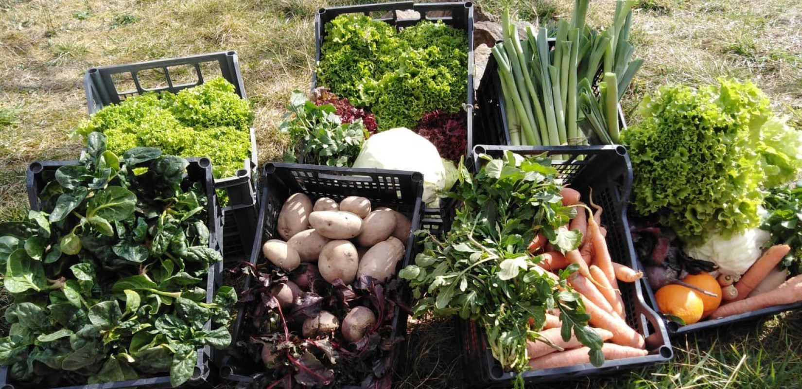 «ΒΙΟκοφινάκι»: Το καλαθάκι με βιολογικά προϊόντα που ενισχύει απεξαρτημένους 