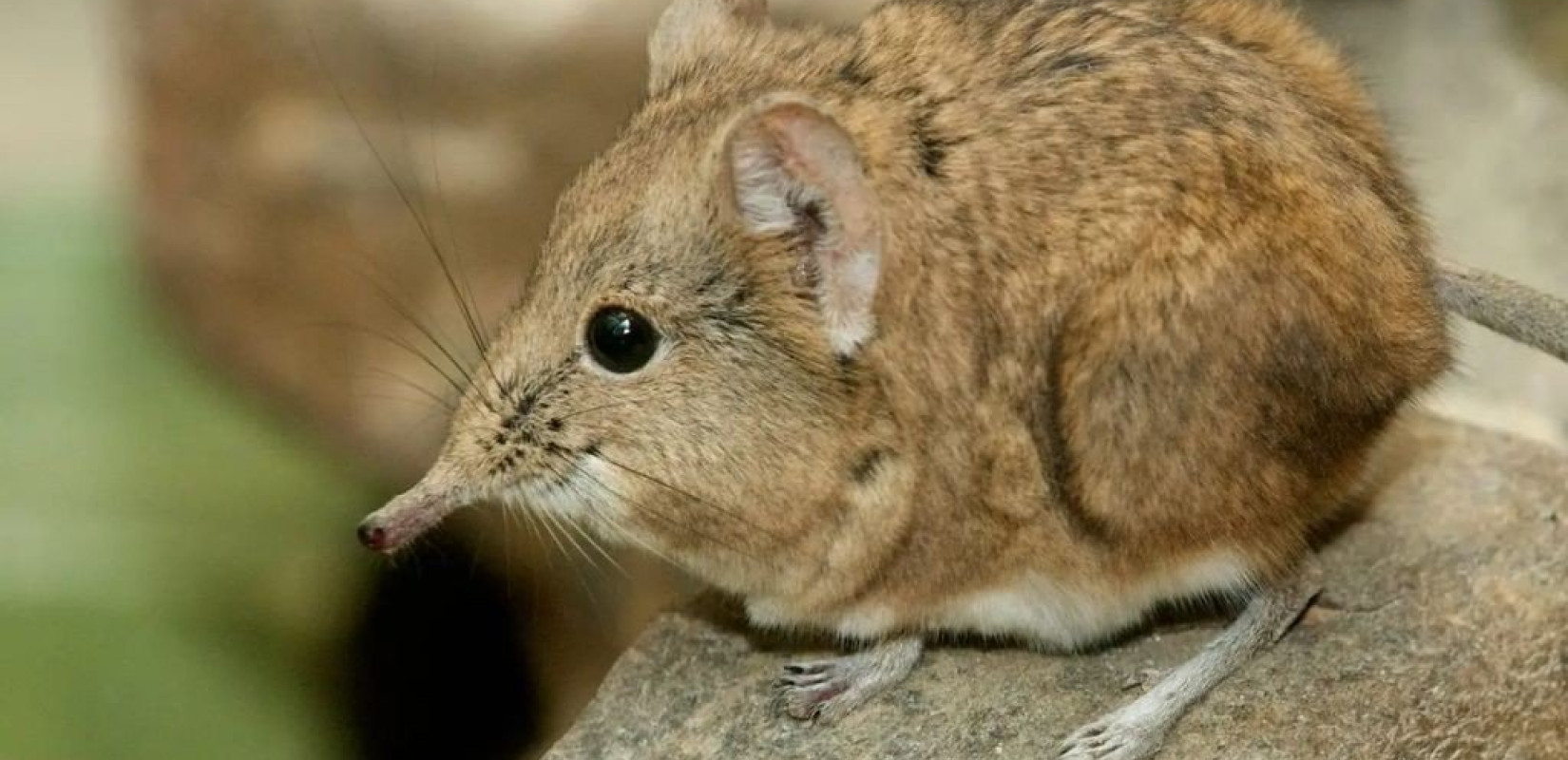 ΕΟΔΥ: Ποιος είναι ο νέος ιός LayV που ανιχνεύθηκε στην Κίνα - Τα κύρια συμπτώματα