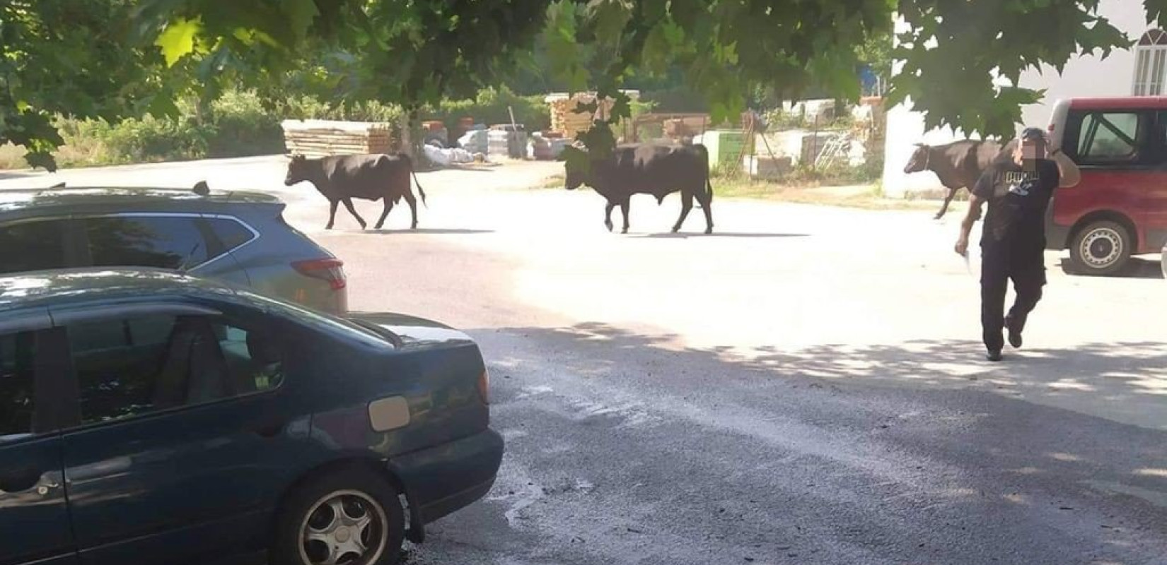 «Πονοκέφαλος» οι... αδέσποτες αγελάδες στη Γουμένισσα (βίντεο)