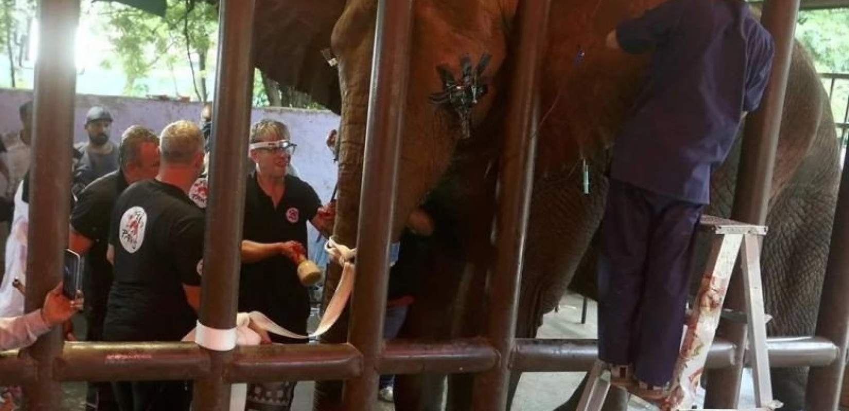 Ταϊλάνδη: Σπάνια γέννηση διδύμων ελεφάντων