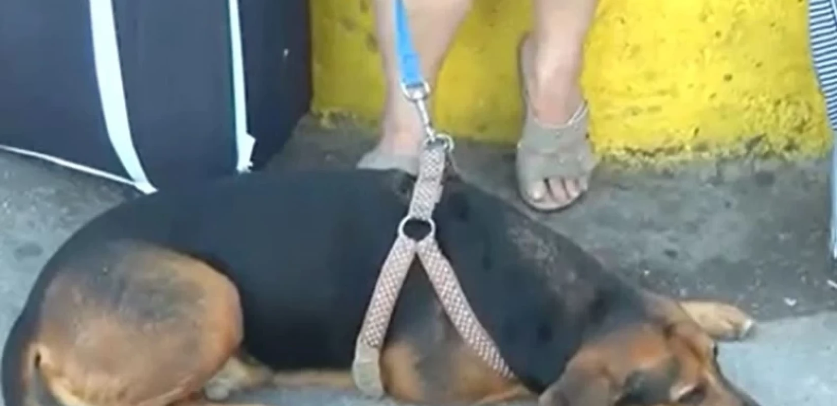 Απίστευτη ταλαιπωρία: Ηλικιωμένοι Θεσσαλονικείς έμειναν όλη νύχτα στο λιμάνι του Πειραιά λόγω... σκύλου (βίντεο)