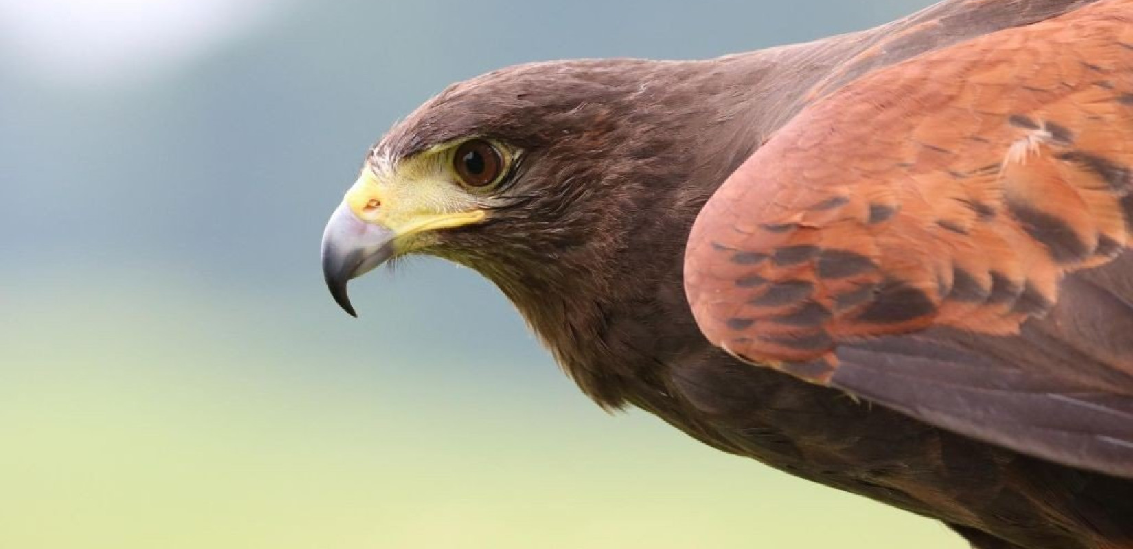 Ξάνθη: Επιστρατεύονται αρπακτικά πουλιά για να διώξουν τα περιστέρια από την πλατεία