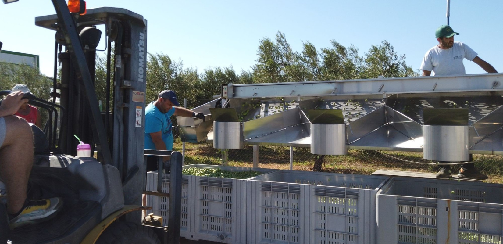 SOS εκπέμπουν οι ελαιοπαραγωγοί της Χαλκιδικής SOS εκπέμπουν οι ελαιοπαραγωγοί της Χαλκιδικής