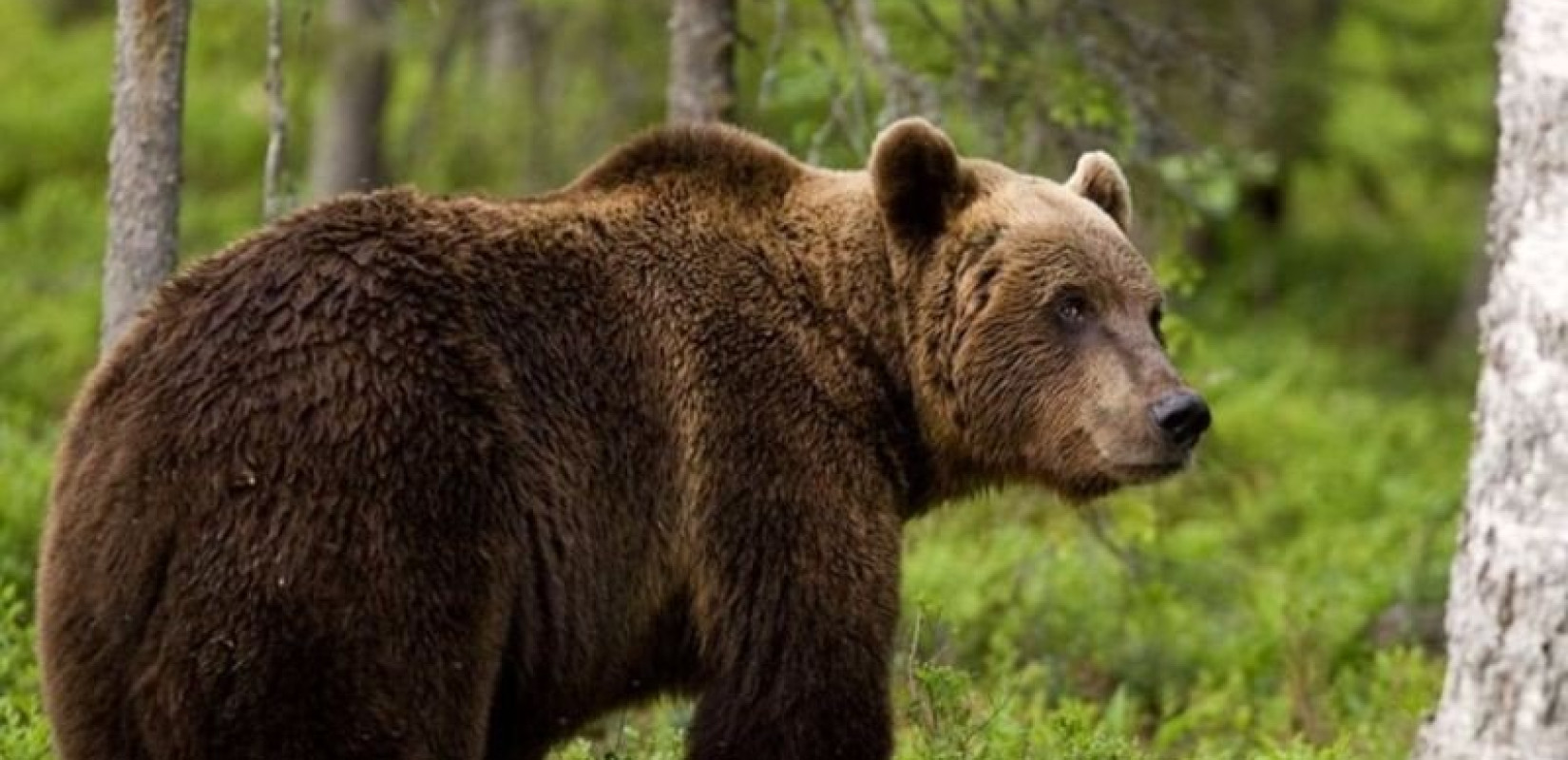 Γρεβενά: Αρκούδα κάνει βόλτες στο κέντρο της πόλης - Εμφάνιση αρκούδας και στην Κοζάνη (βίντεο)