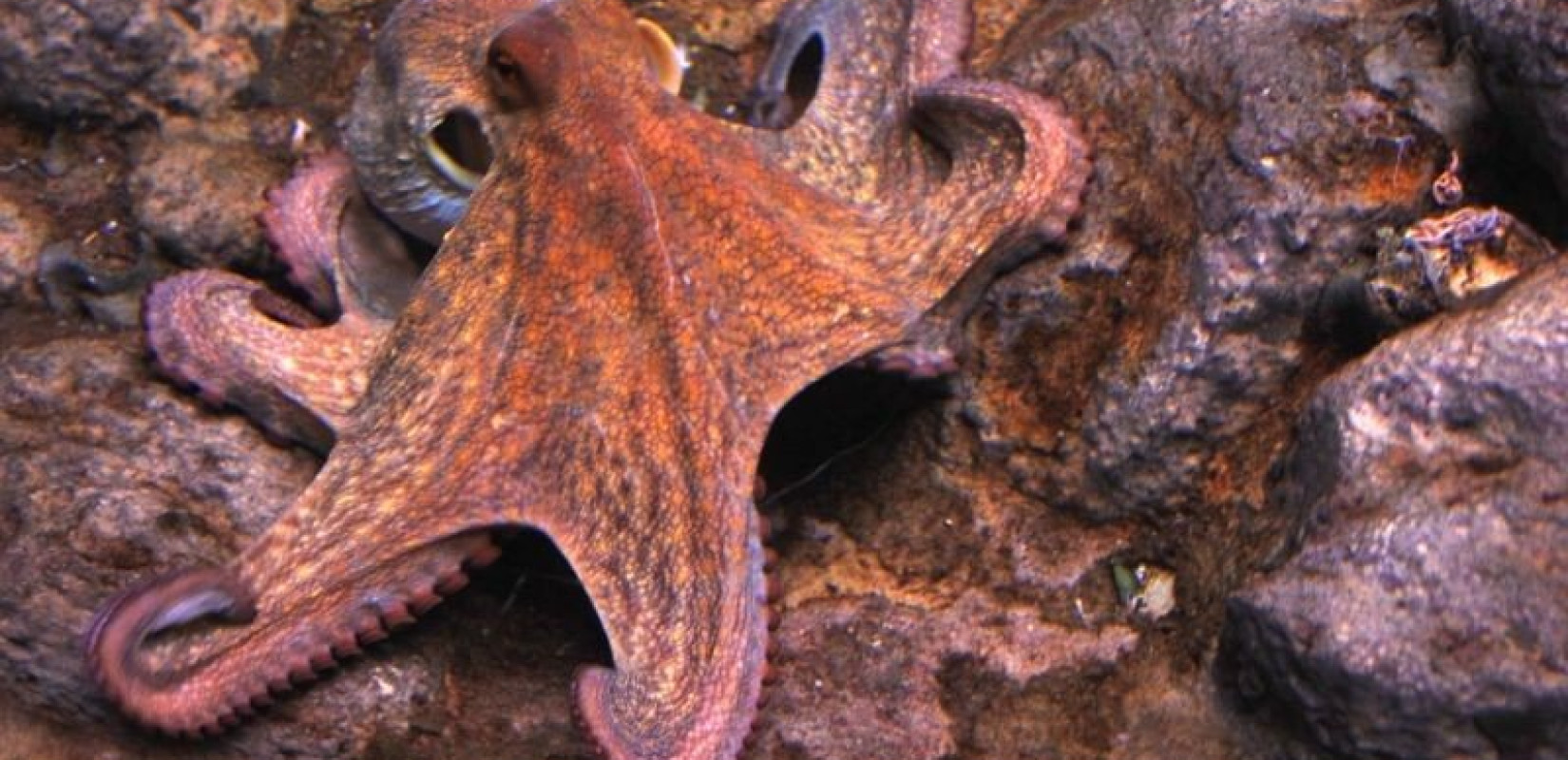 Ακόμη και τα χταπόδια... θυμώνουν και το δείχνουν - Πετάνε πράγματα το ένα στο άλλο (βίντεο)