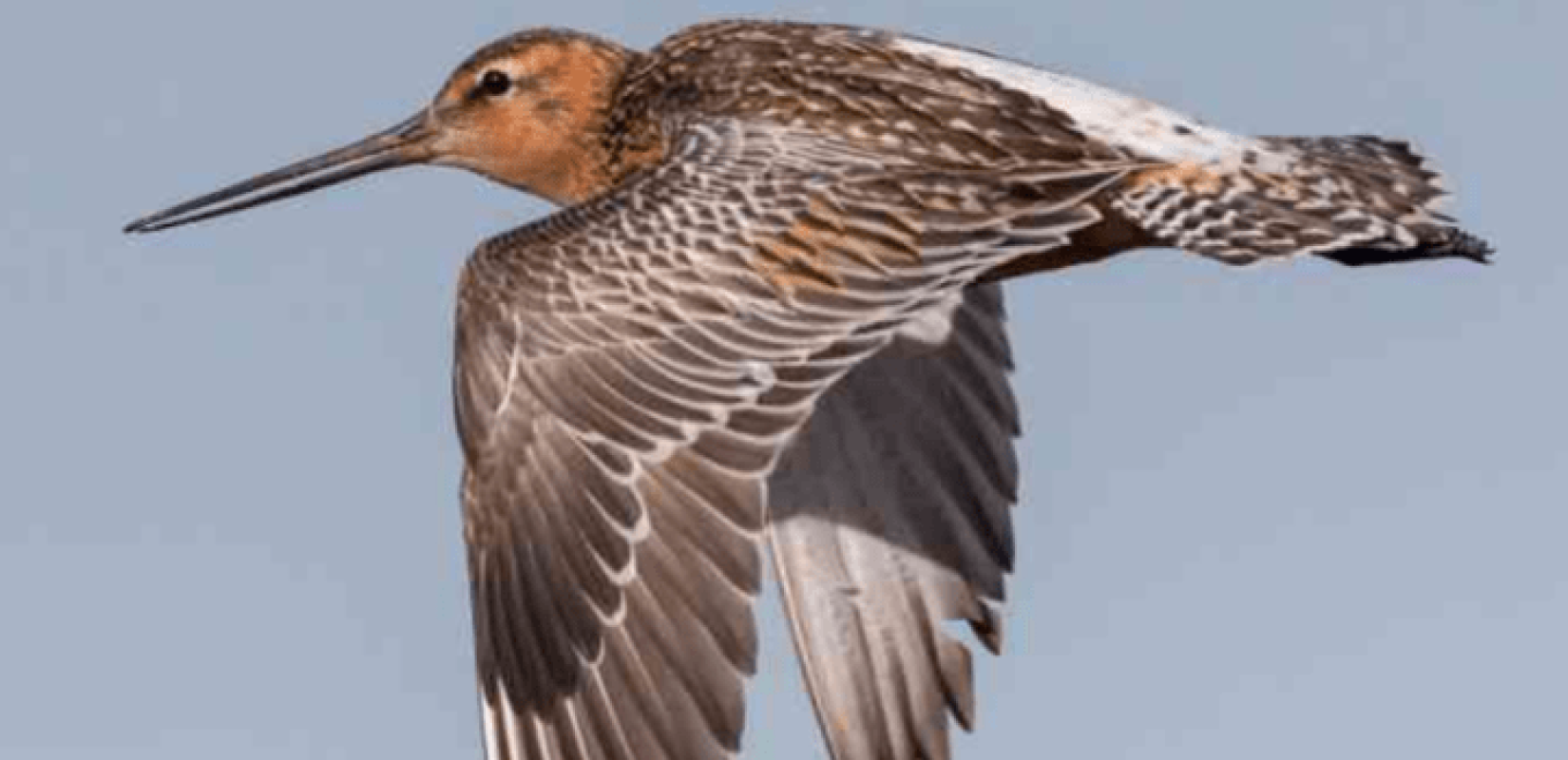 Θαλασσολιμόζα κατέρριψε ρεκόρ Γκίνες πετώντας από την Αλάσκα στην Αυστραλία χωρίς στάση