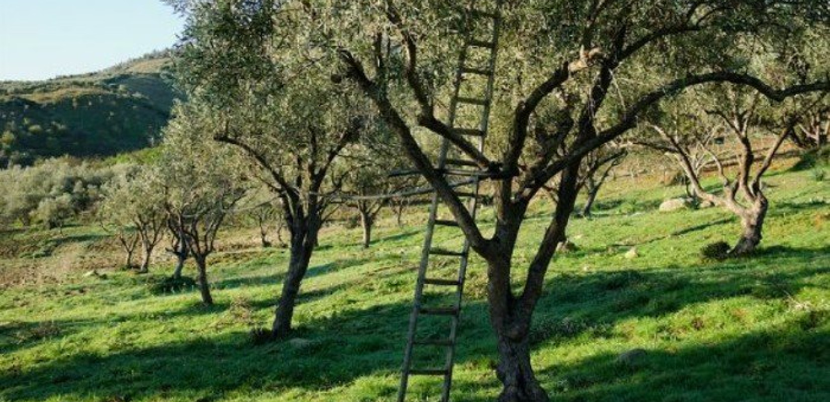 Θεσσαλονίκη: Ένα υπεραιωνόβιο ελαιόδεντρο - μνημείο από την Ελλάδα στους Ολυμπιακούς του Παρισιού 