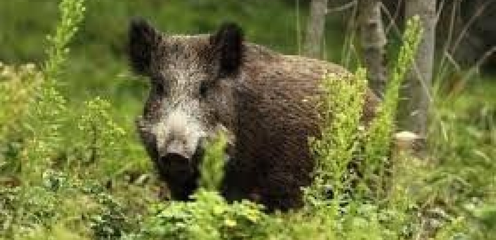 Συνεργεία Δίωξης Αγριόχοιρου στις 18/3 στον Δήμο Λαγκαδά