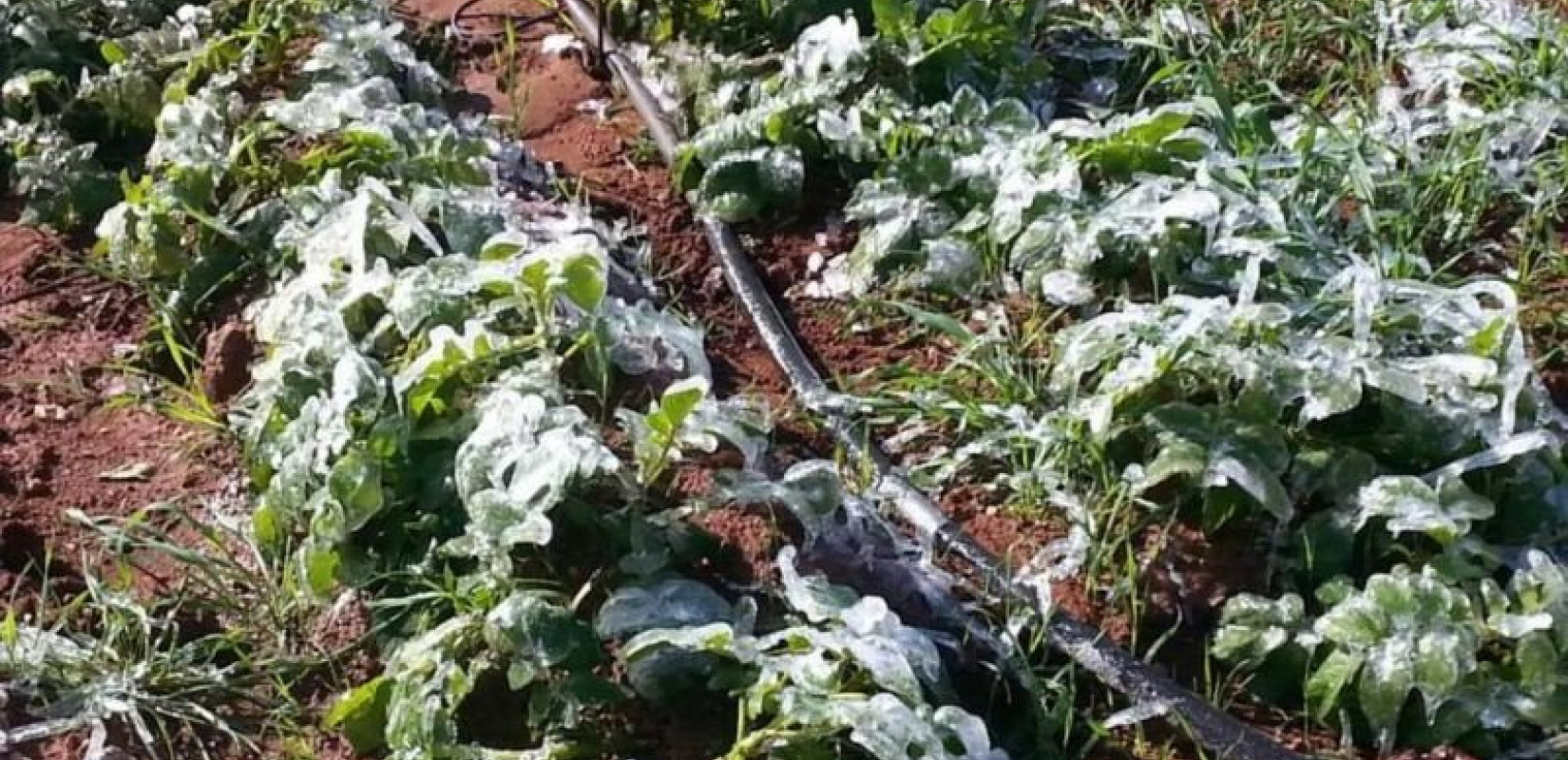 Νέα εφαρμογή θα προειδοποιεί τους αγρότες για επερχόμενο παγετό