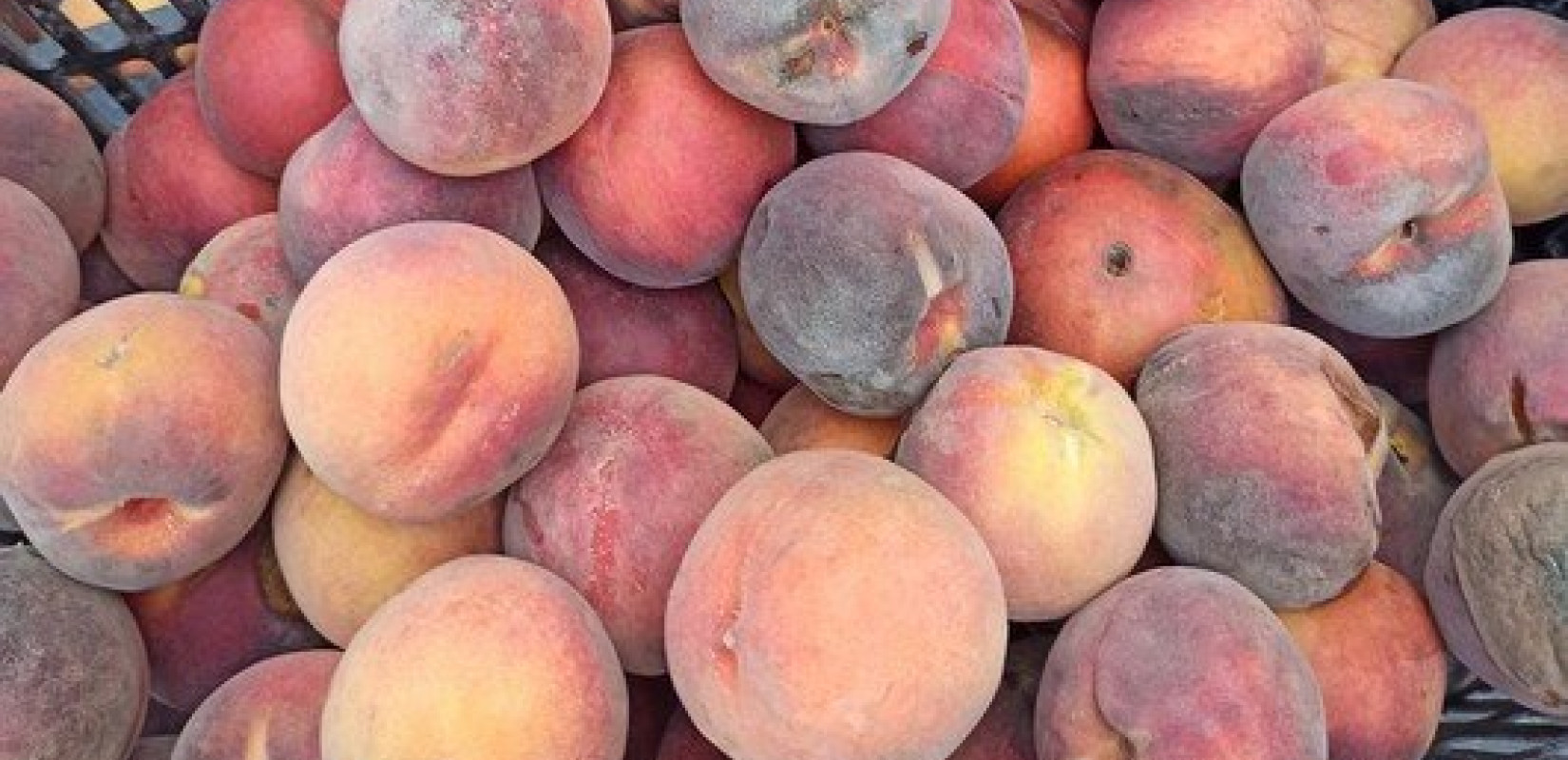 Τα Β' διαλογής… πρωταγωνιστούν σε καινοτόμο προϊόν 