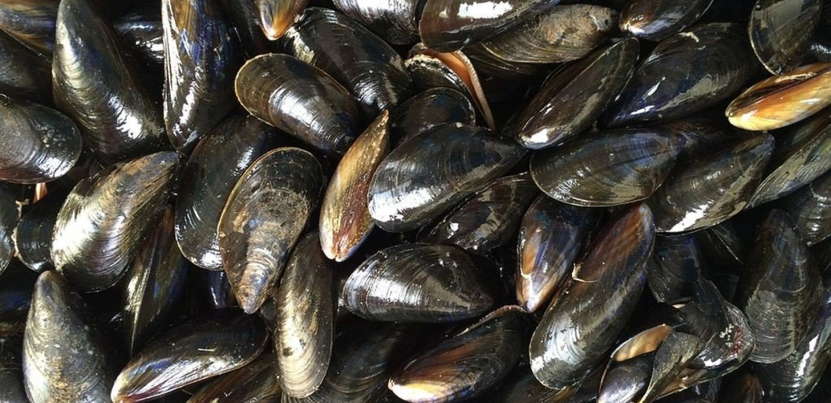 Κατερίνη: Πήγαν να κλέψουν μύδια και τα πέταξαν στη θάλασσα μόλις είδαν το λιμενικό