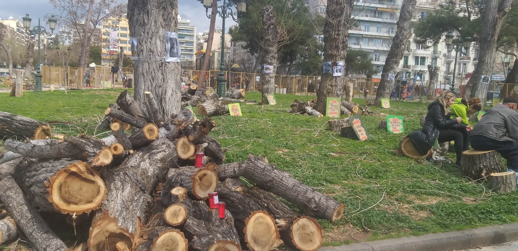 Διεύθυνση Πρασίνου δήμου Αθηναίων: Τα δέντρα είχαν ελεγχθεί