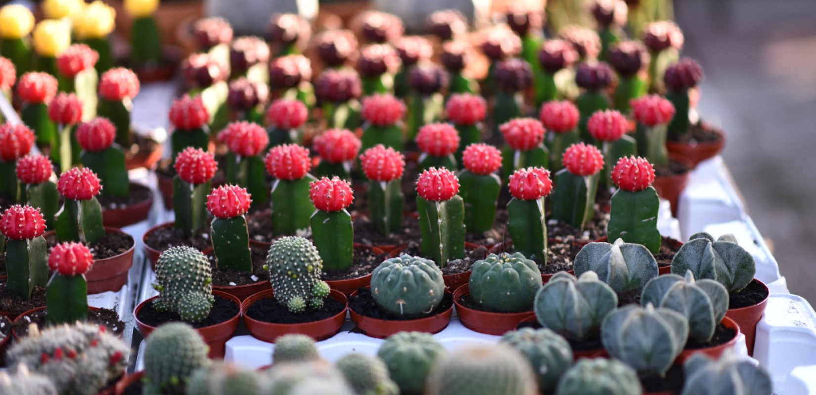 Ανθοκομική Έκθεση Καλαμαριάς: Έρχεται και φέτος στην Ακτή Αρετσού