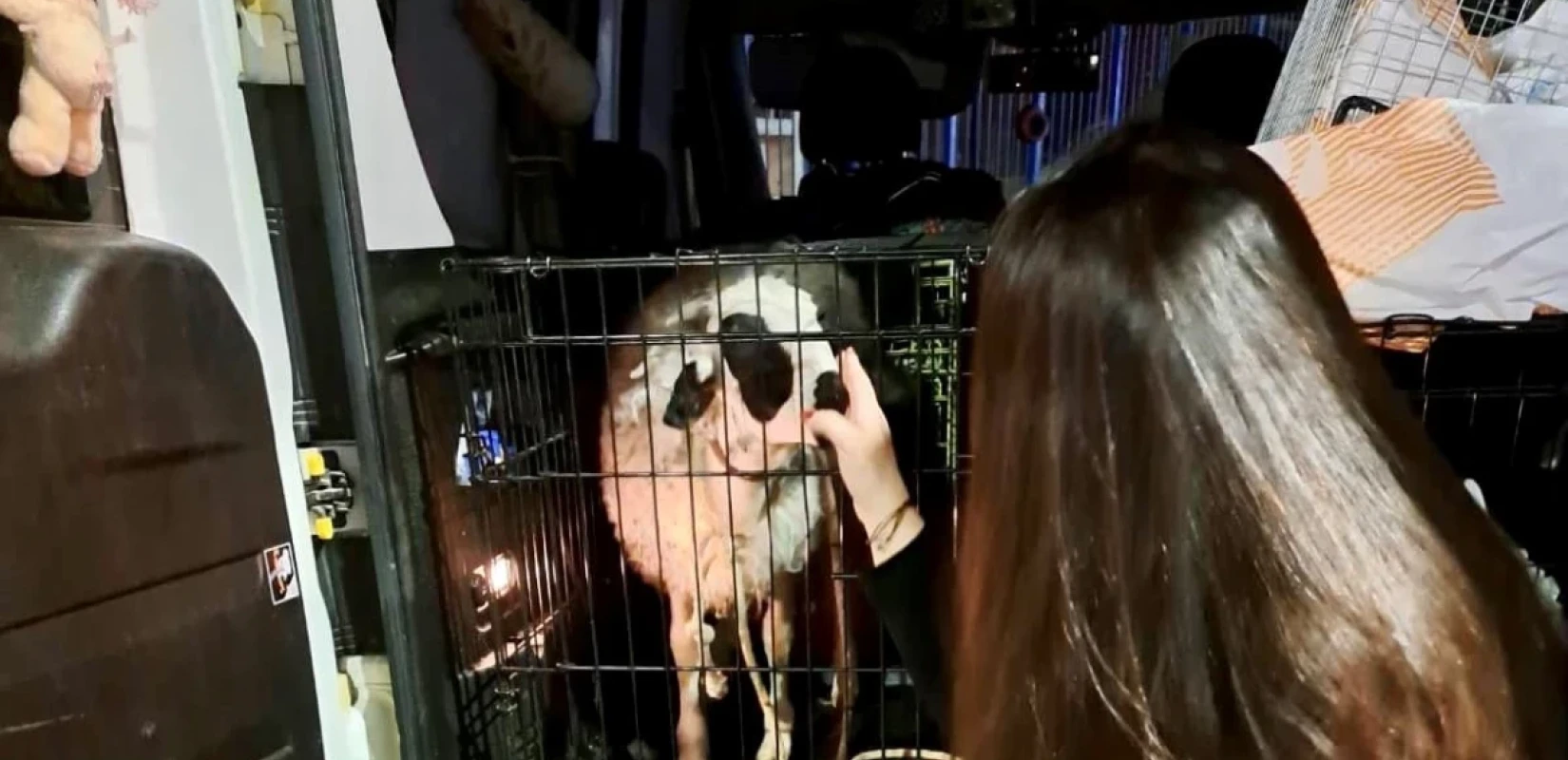 Κερατσίνι: Έσωσαν κατσικάκι που επρόκειτο να σφαχτεί - Τι συνέβη