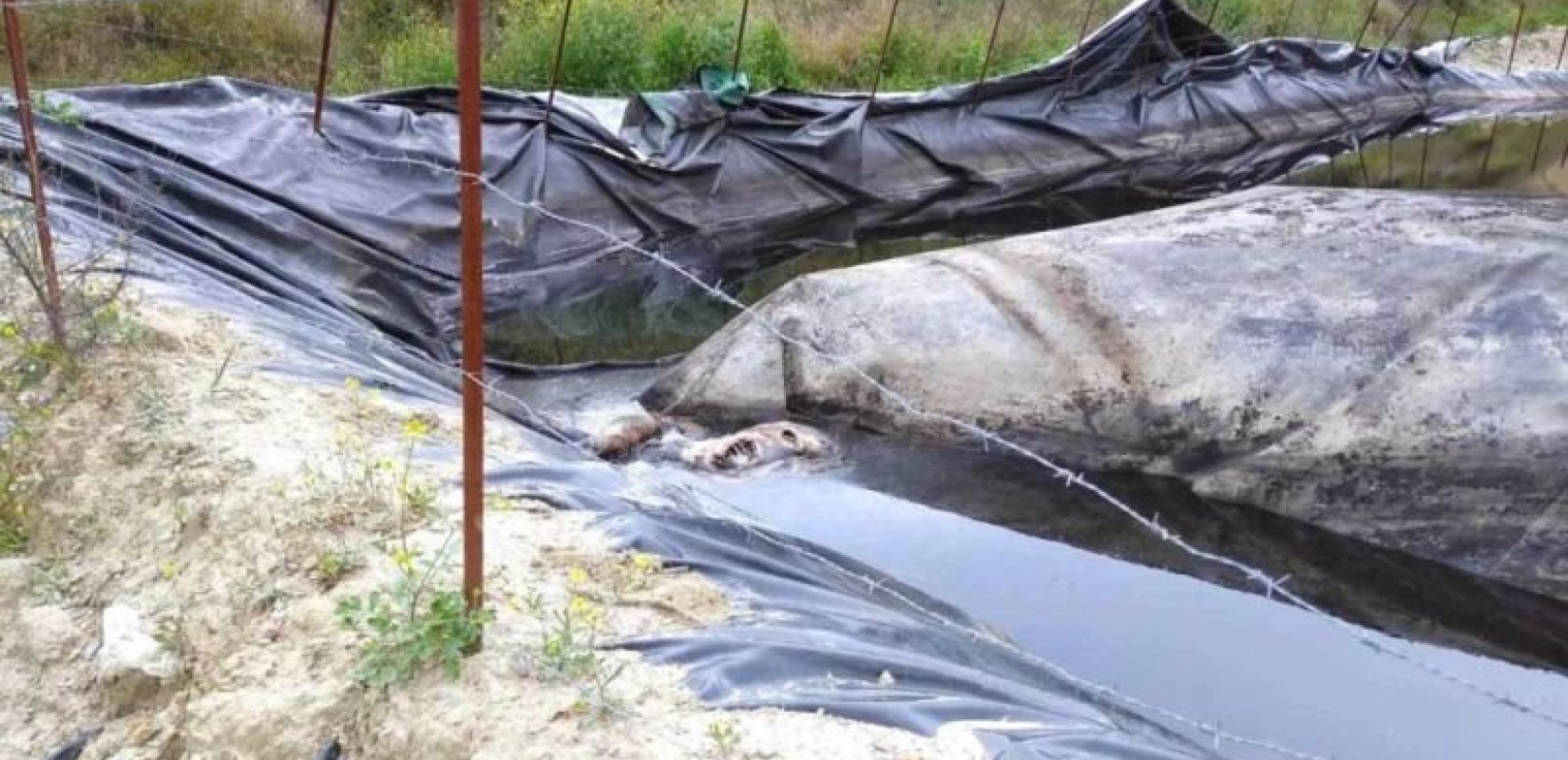 Πάτρα: Εικόνες φρίκης με νεκρά ζώα - Υγειονομική βόμβα στα Μοιραίικα Πάτρα: Εικόνες φρίκης με νεκρά ζώα - Υγειονομική βόμβα στα Μοιραίικα