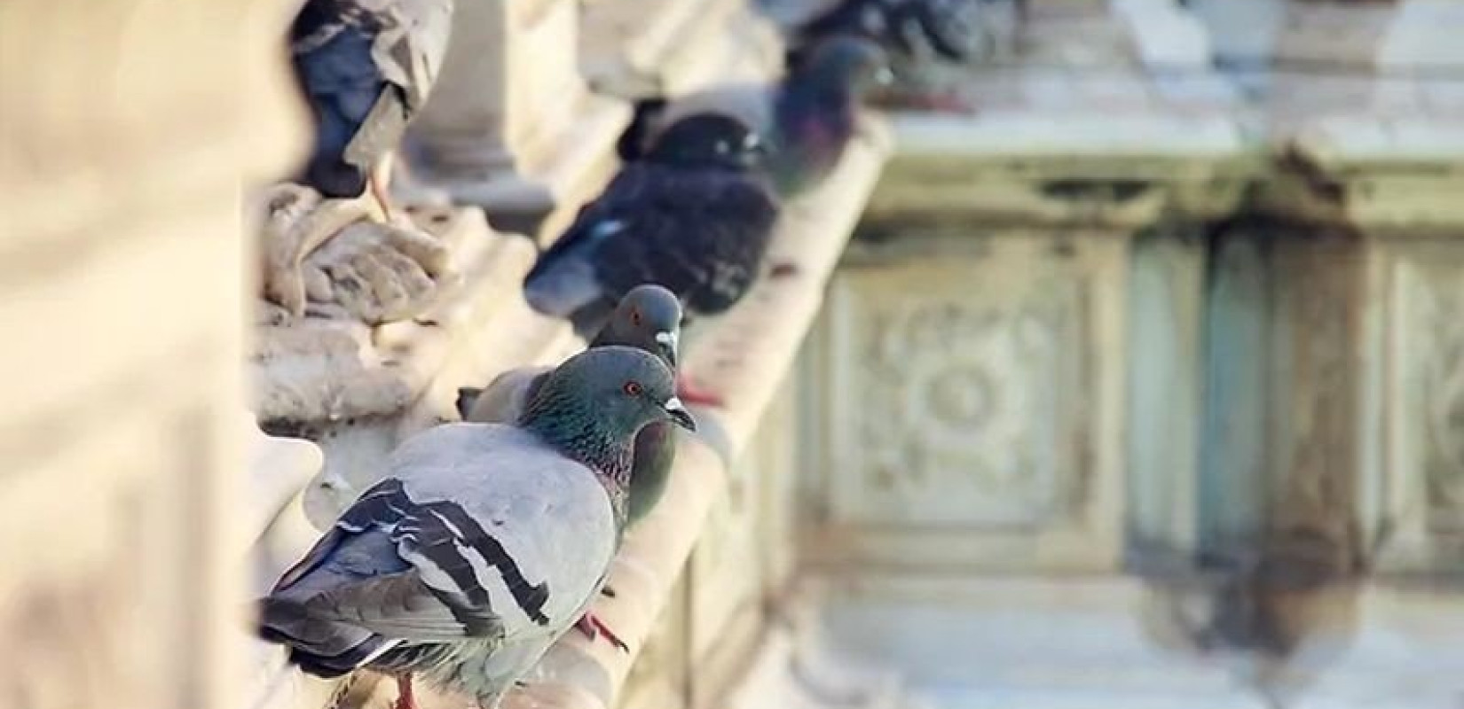 Χανιά: Σοβαρό ζήτημα δημόσιας υγείας από την έντονη συγκέντρωση περιστεριών