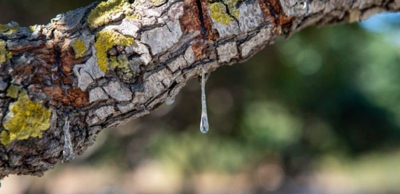 H Μαστίχα Χίου εντάχθηκε στο Διεθνές Μητρώο της WIPO