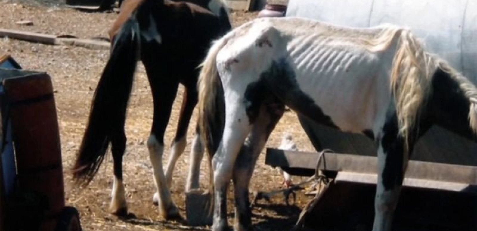 Kρήτη: Χτυπούσε άλογο με λάστιχο ποτίσματος - Συνελήφθη και έλαβε πρόστιμο 5.000 ευρώ