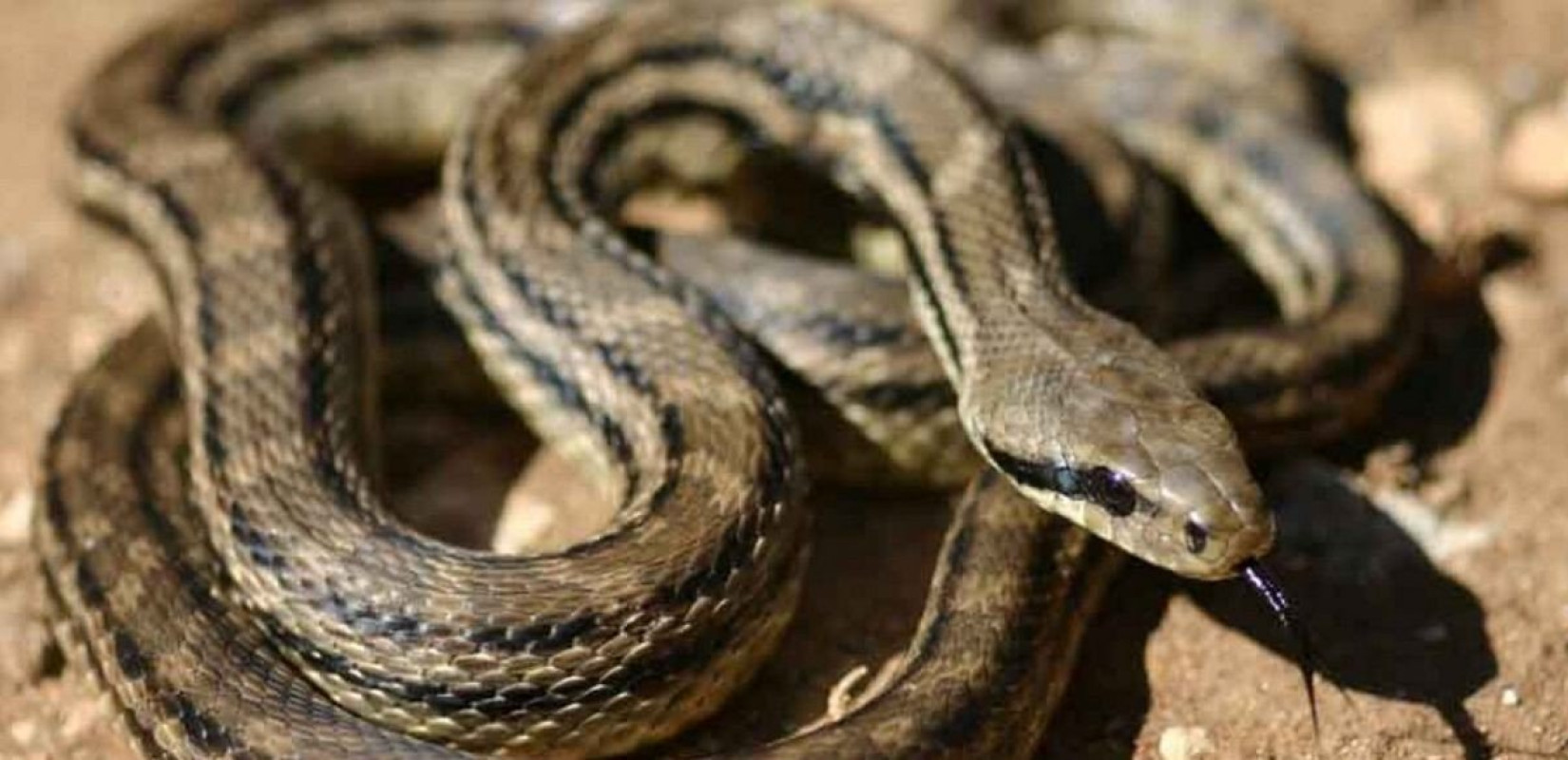 Βόλος: Φίδι δάγκωσε στο χέρι 4χρονο κορίτσι