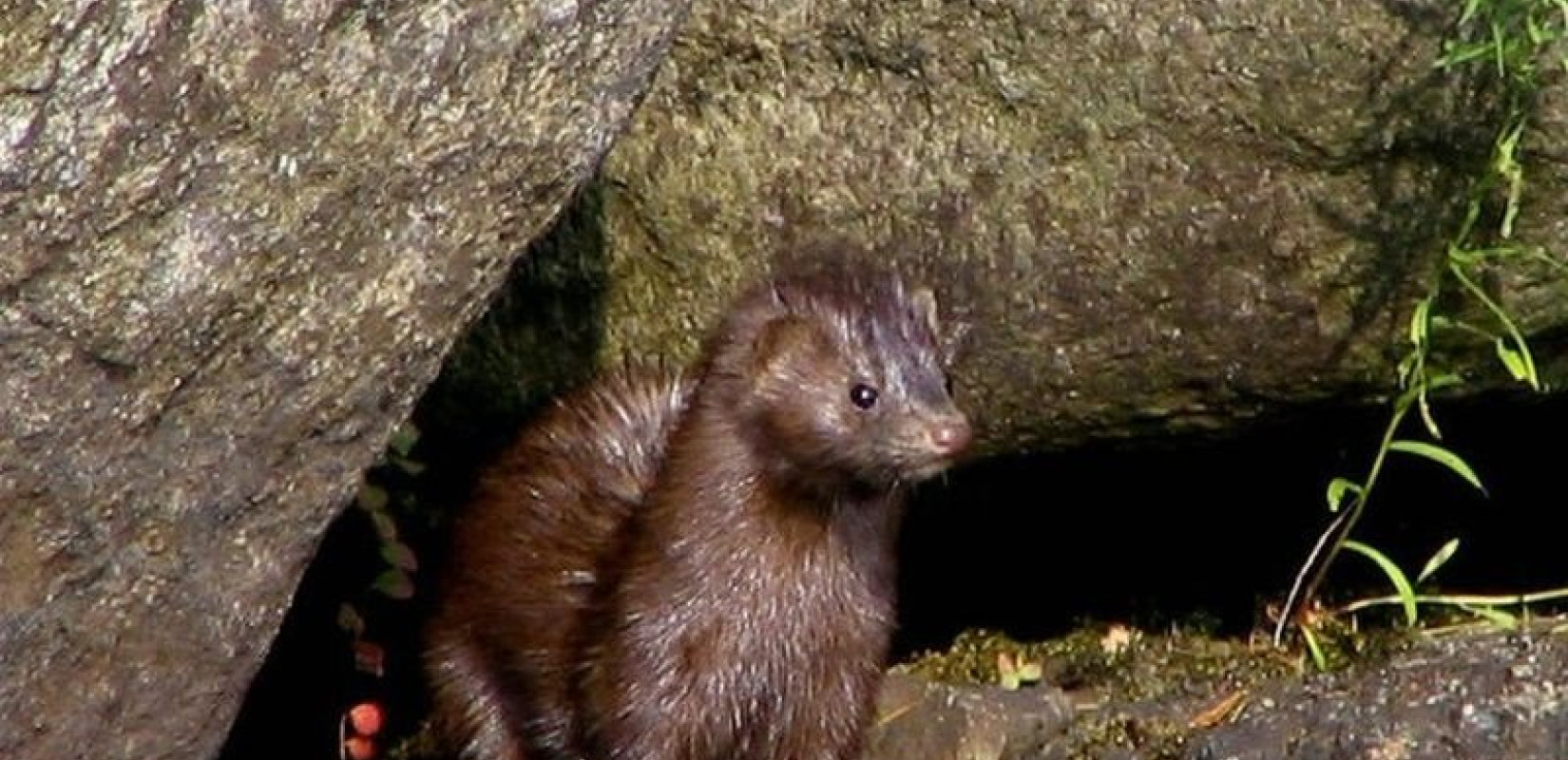 Καστοριά: Μινκ επιτέθηκε και ακρωτηρίασε το χέρι κατάκοιτης ηλικιωμένης