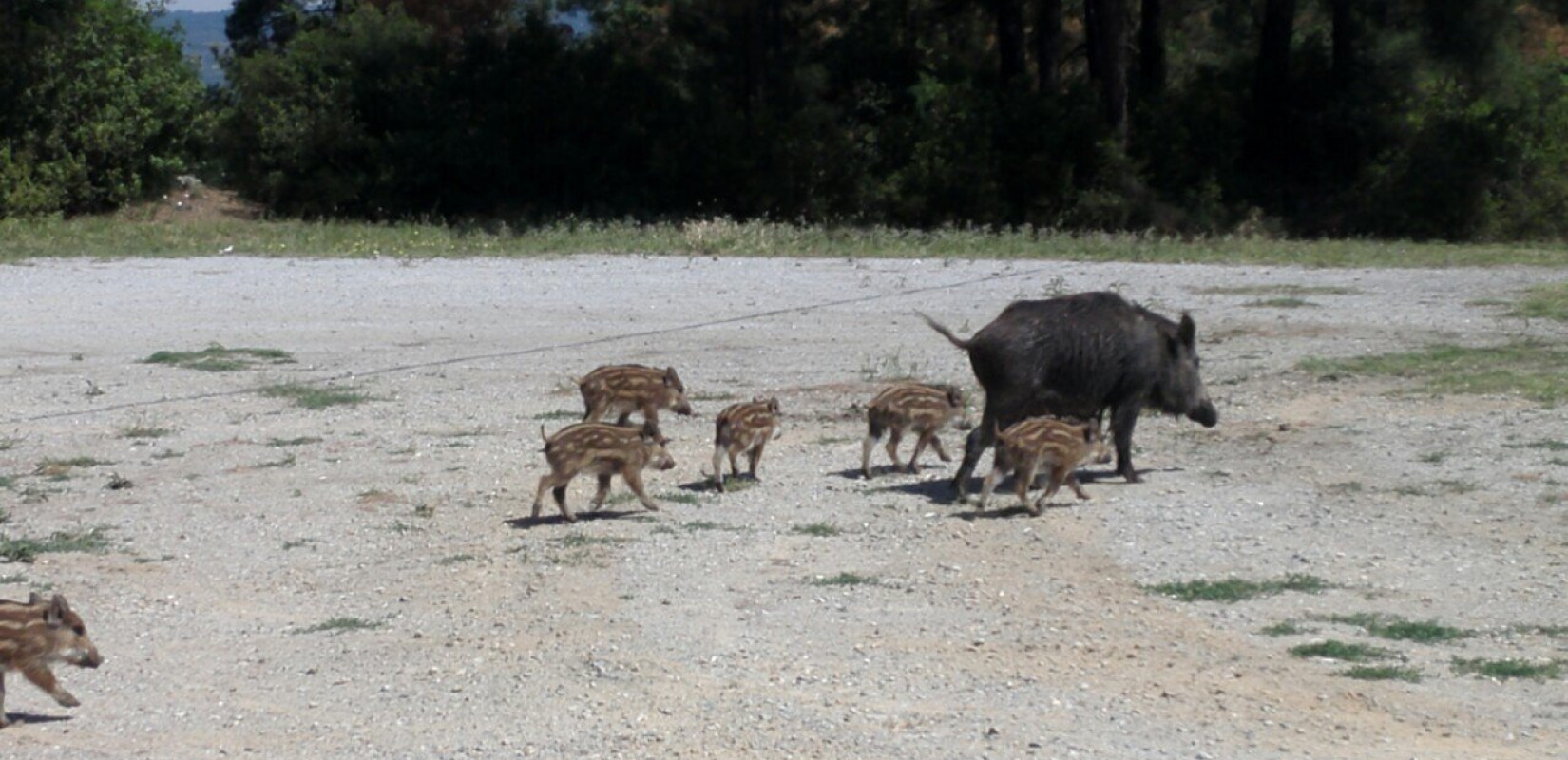 Θεσσαλονίκη: Στις 400.000 υπολογίζεται ο αριθμός των αγριογούρουνων στην Ελλάδα - Ποια λύση προτείνεται
