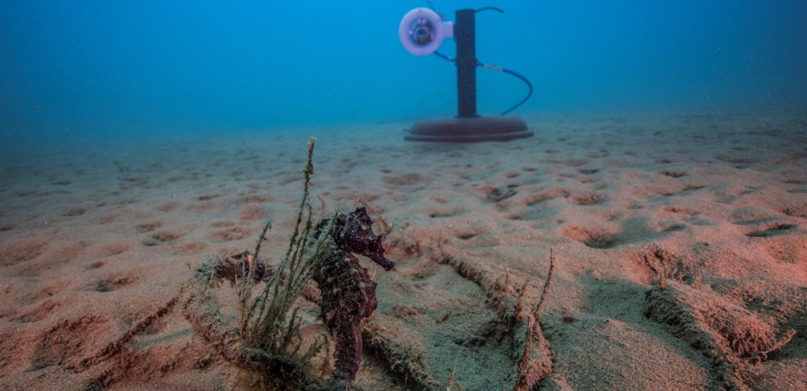 Χαλκιδική: Μαγικό ταξίδι στο βυθό του Στρατωνίου παρέα με τους ιππόκαμπους (βίντεο)